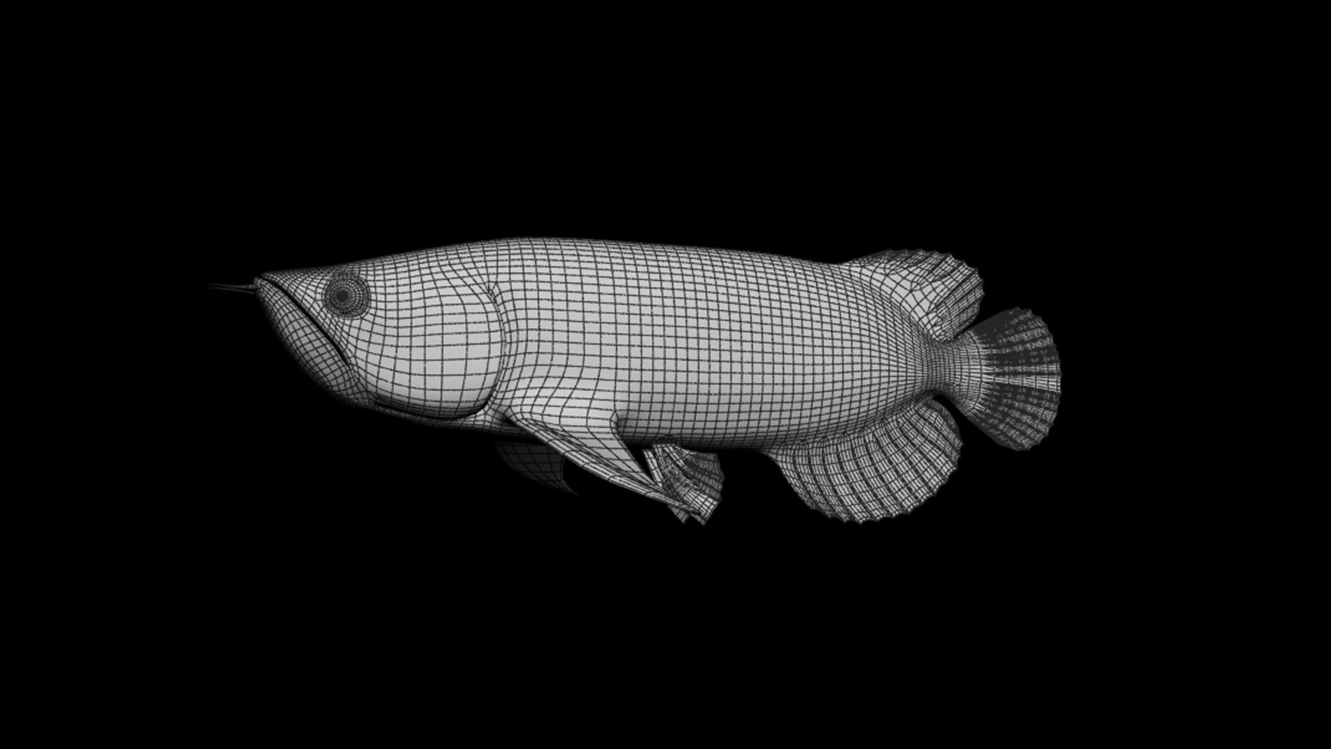 Asia Arowana Fish Animation Hight Poly Model Low-poly - Darkness , HD Wallpaper & Backgrounds