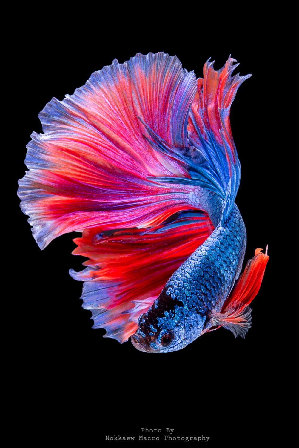 Betta Fish Wallpapers Hd , HD Wallpaper & Backgrounds