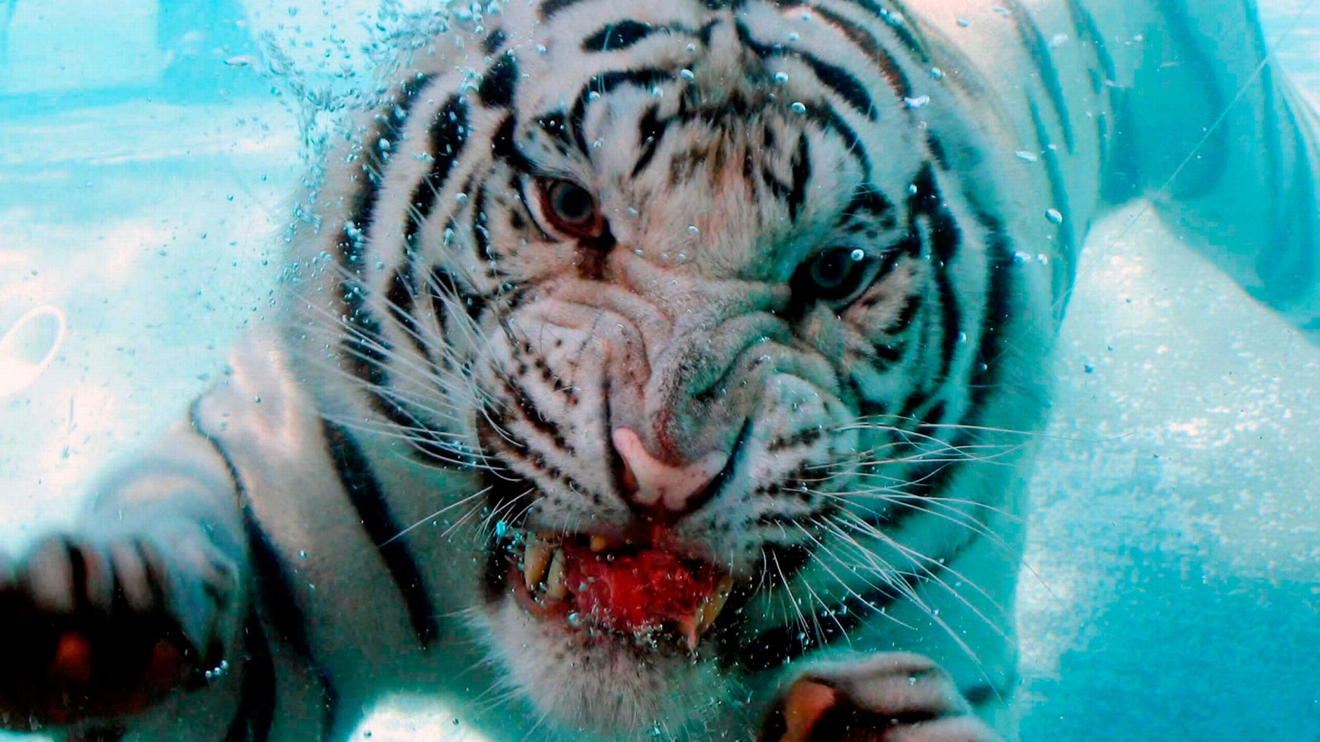 The Furious White Tiger - Tigre Branco Na Agua , HD Wallpaper & Backgrounds