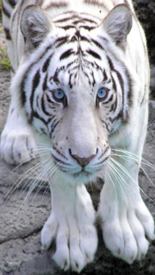 White Tiger Iphone Wallpaper Download - White Tiger Iphone , HD Wallpaper & Backgrounds