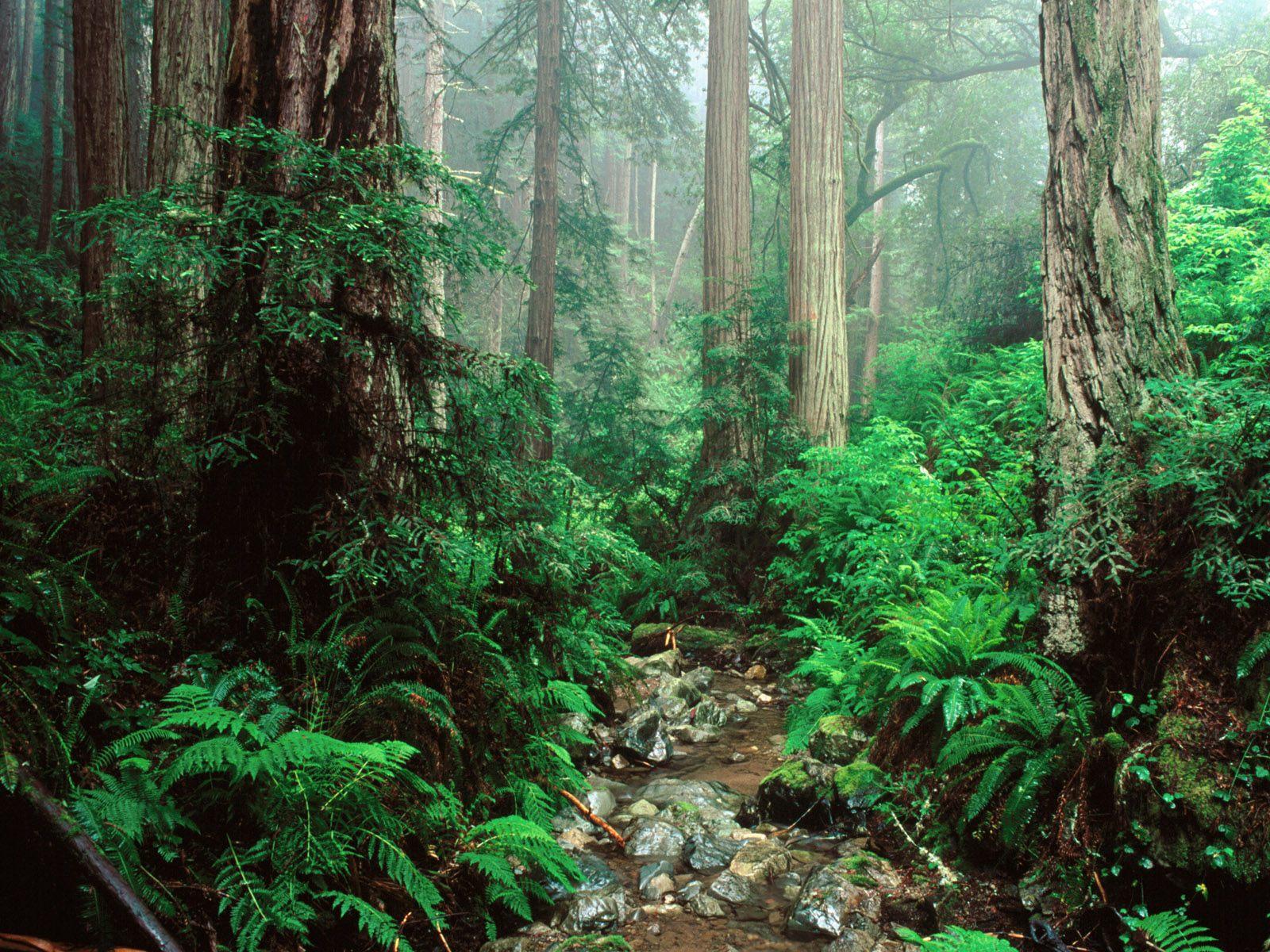 Free Redwood Wallpaper - Amazon Rainforest , HD Wallpaper & Backgrounds