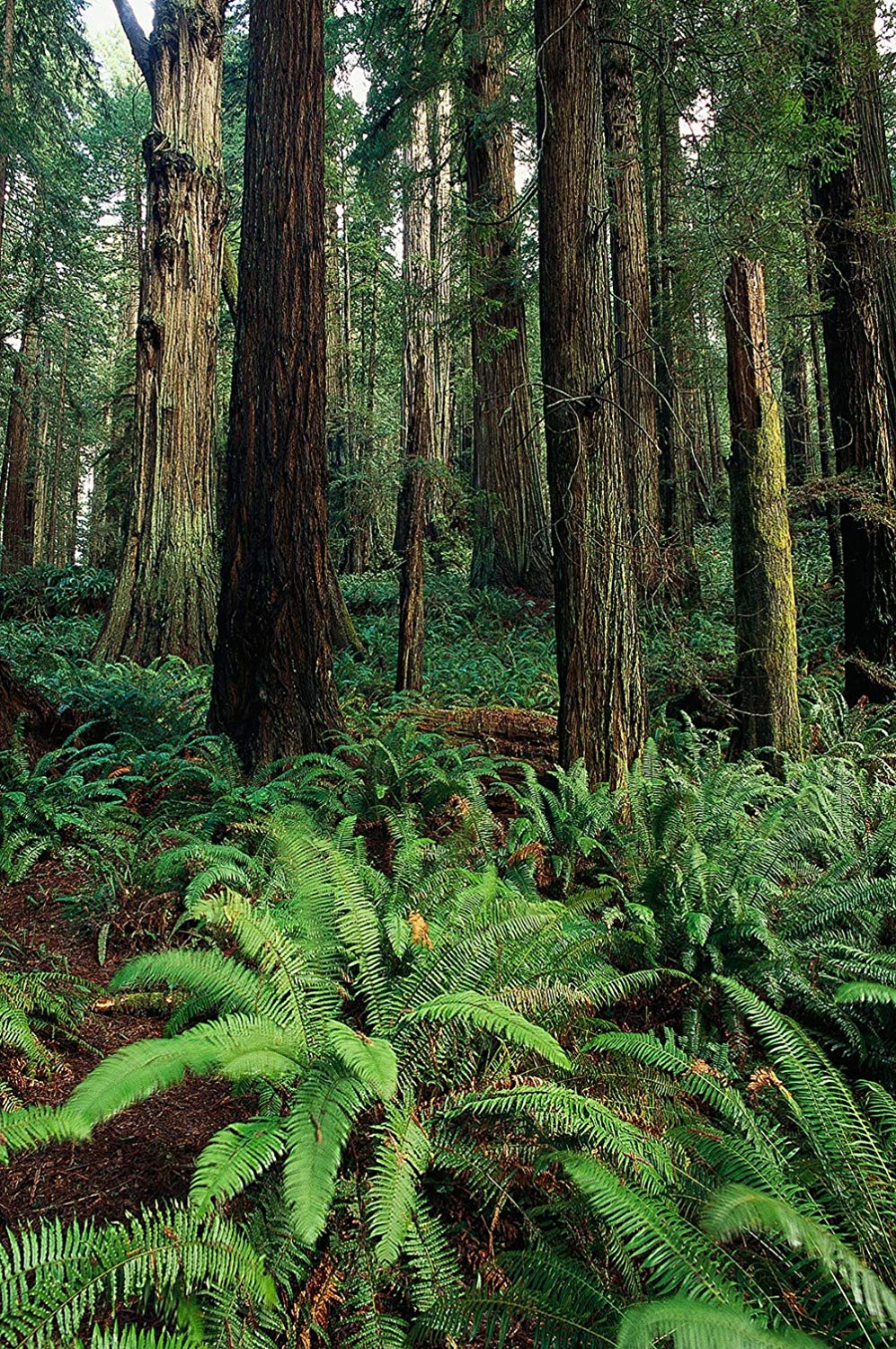 Giant Redwoods Forest Wallpaper Wall Mural - Redwood Forest Wallpaper Phone , HD Wallpaper & Backgrounds