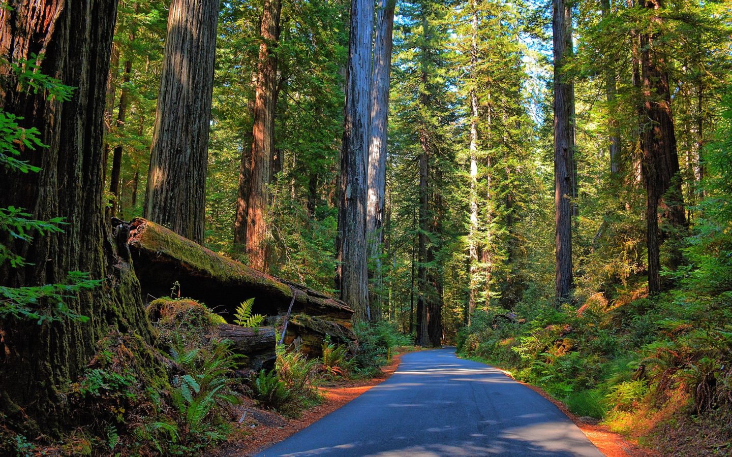 Road Through Redwood Forest 8k Desktop Background - Wallpaper , HD Wallpaper & Backgrounds