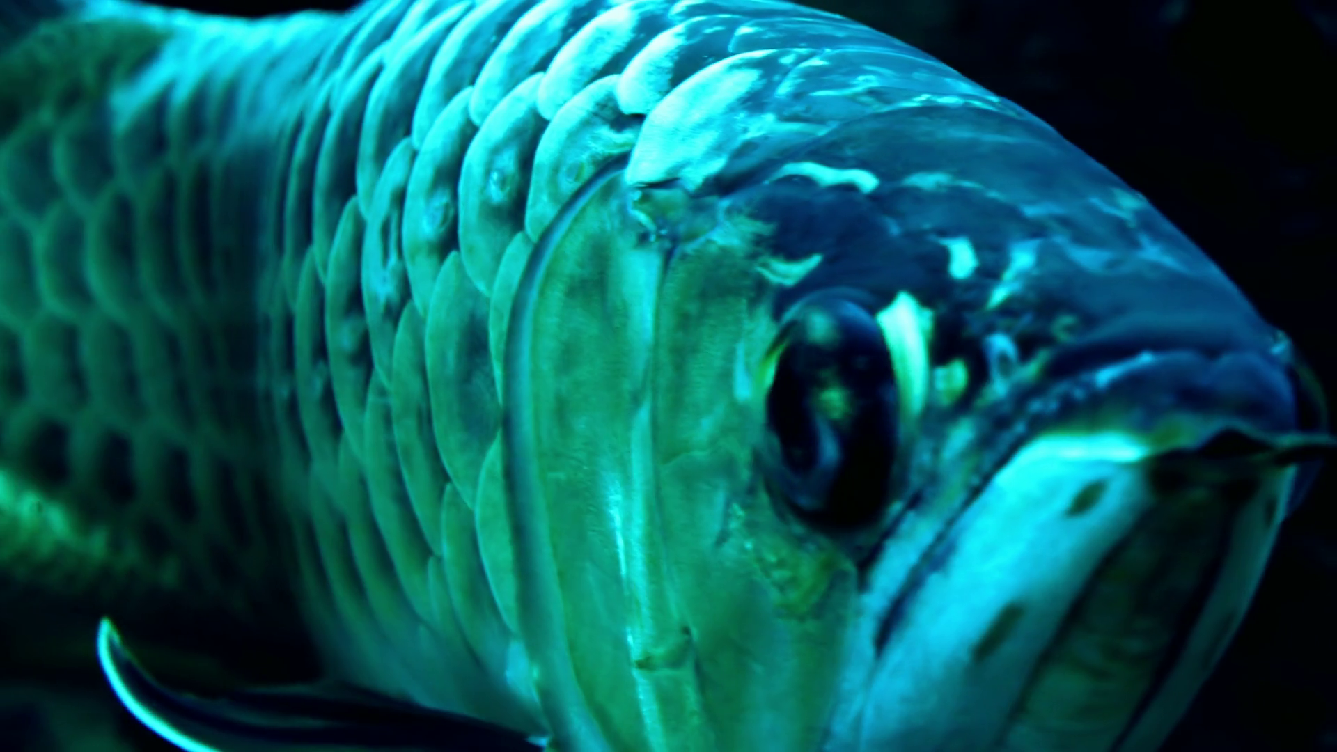 Close-up Of Asian Arowana Or Dragonfish - Close Up Pictures Of Fish , HD Wallpaper & Backgrounds