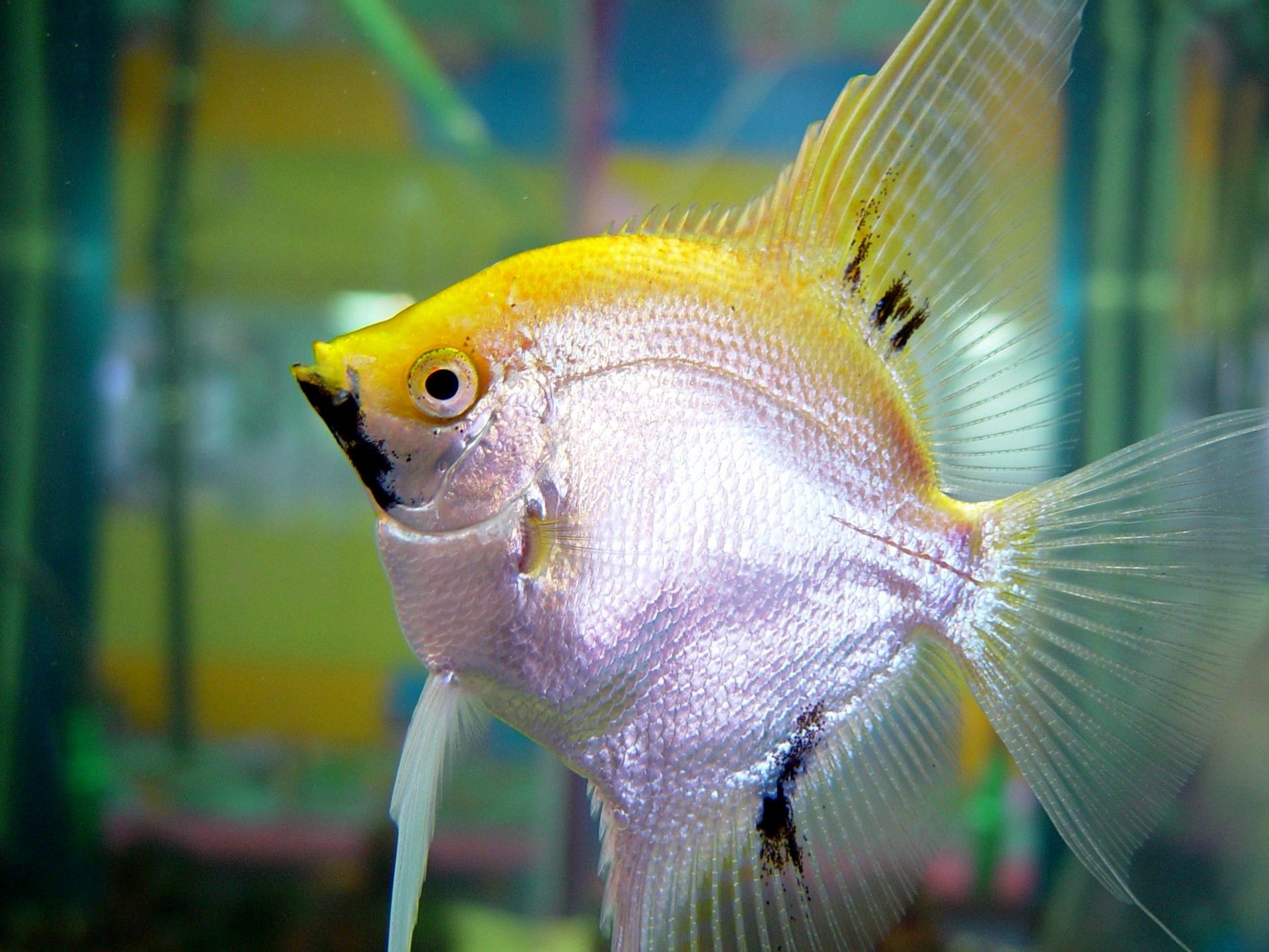 Silver Yellow Fish Picture Of Nice - Silver Fish Hd , HD Wallpaper & Backgrounds