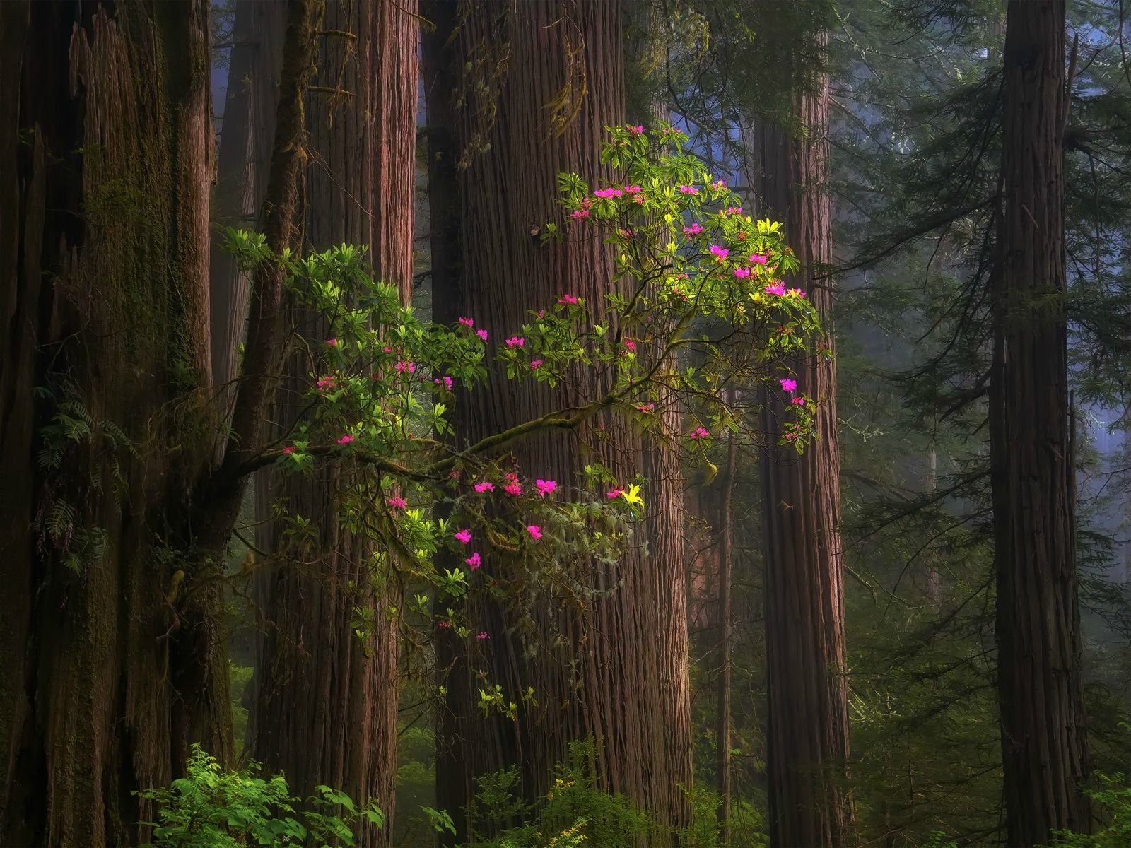 Redwood, Forest, California, Usa - Cody Wilson Redwood State Park , HD Wallpaper & Backgrounds