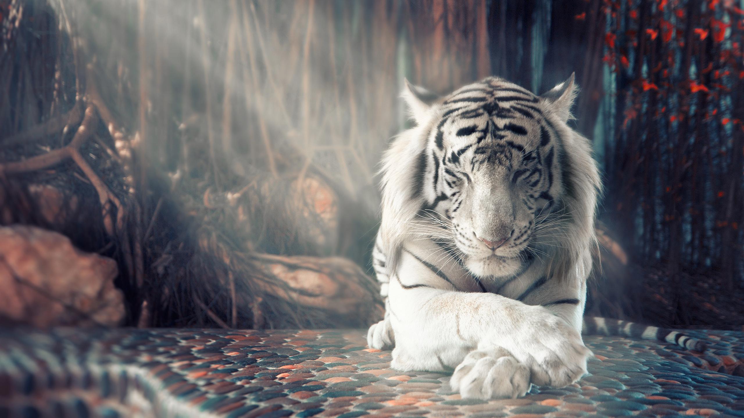 Best White Tiger Wallpaper Iphone 6 Image Collection - Iphone 6 White Tiger , HD Wallpaper & Backgrounds