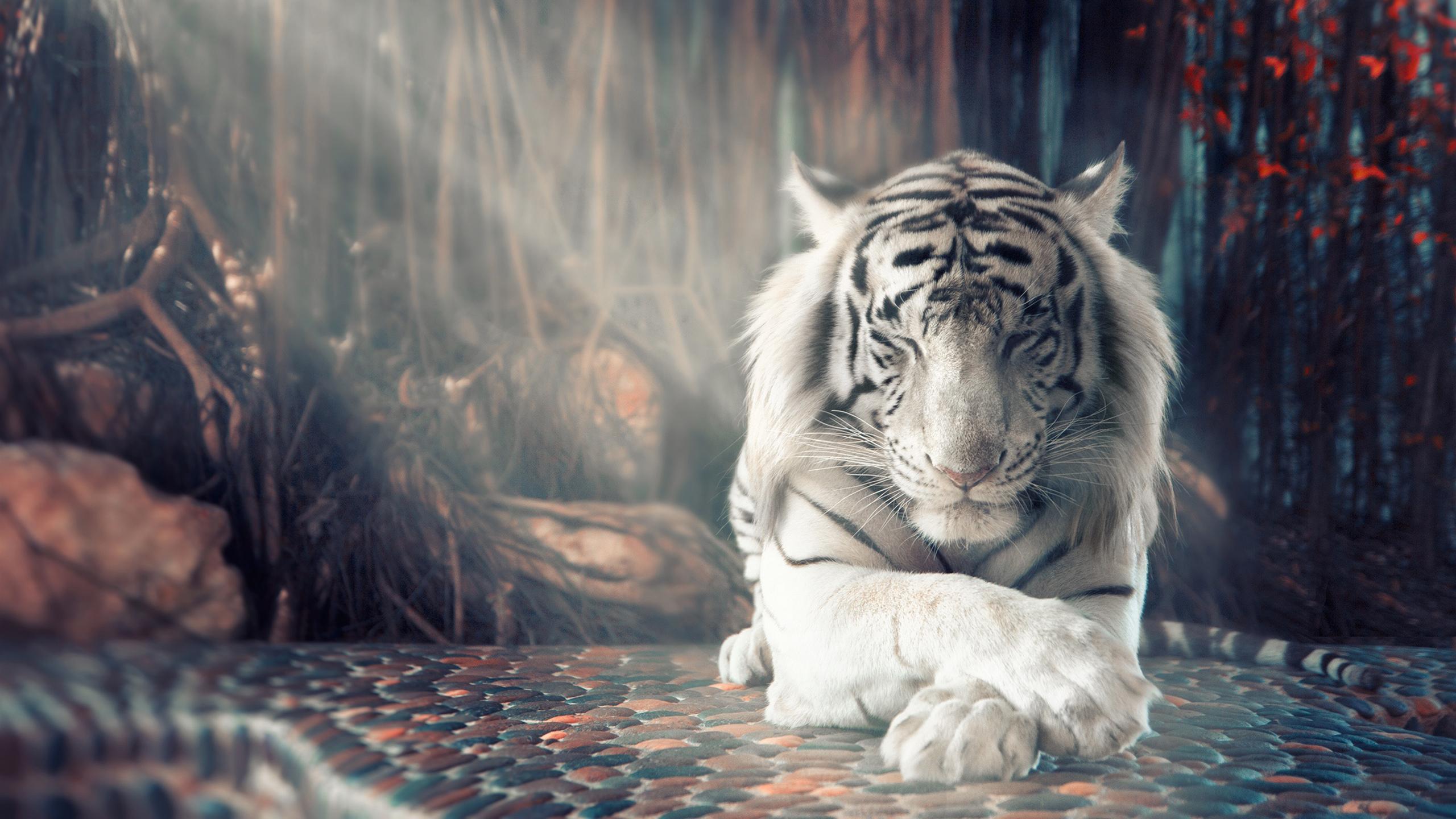 Best White Tiger Wallpaper Iphone 6 Image Collection Iphone 6 Best White Tiger Wallpaper Iphone 6 Image Collection Iphone 6
