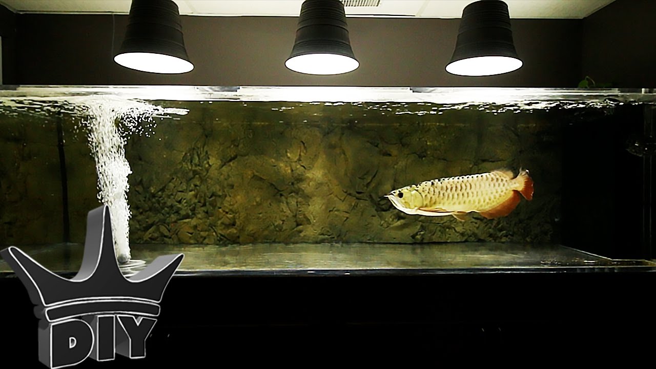 Arowana Fish Tank Background , HD Wallpaper & Backgrounds