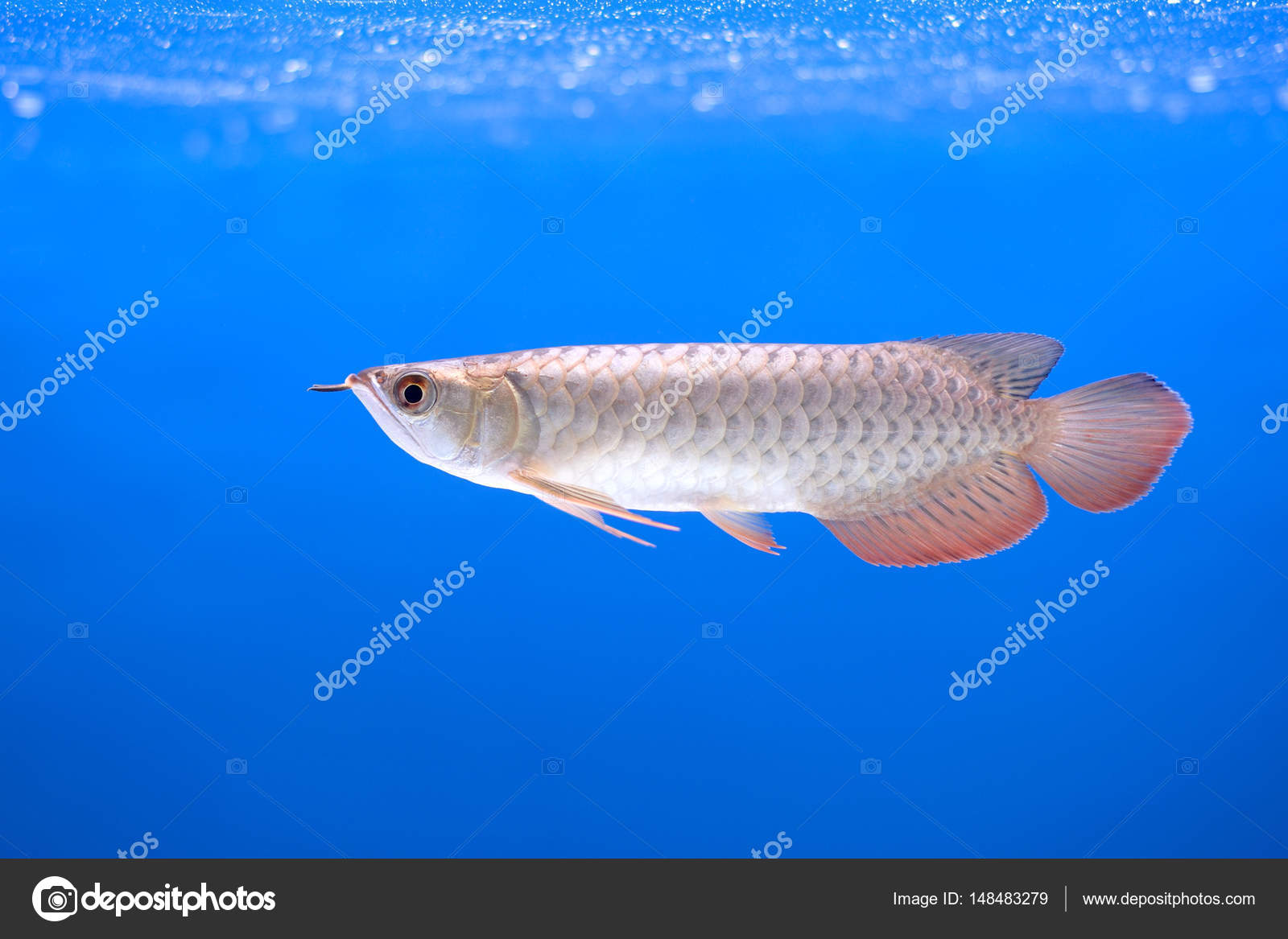 Arowana Fish In Tank Stock Image - Stock Photography , HD Wallpaper & Backgrounds