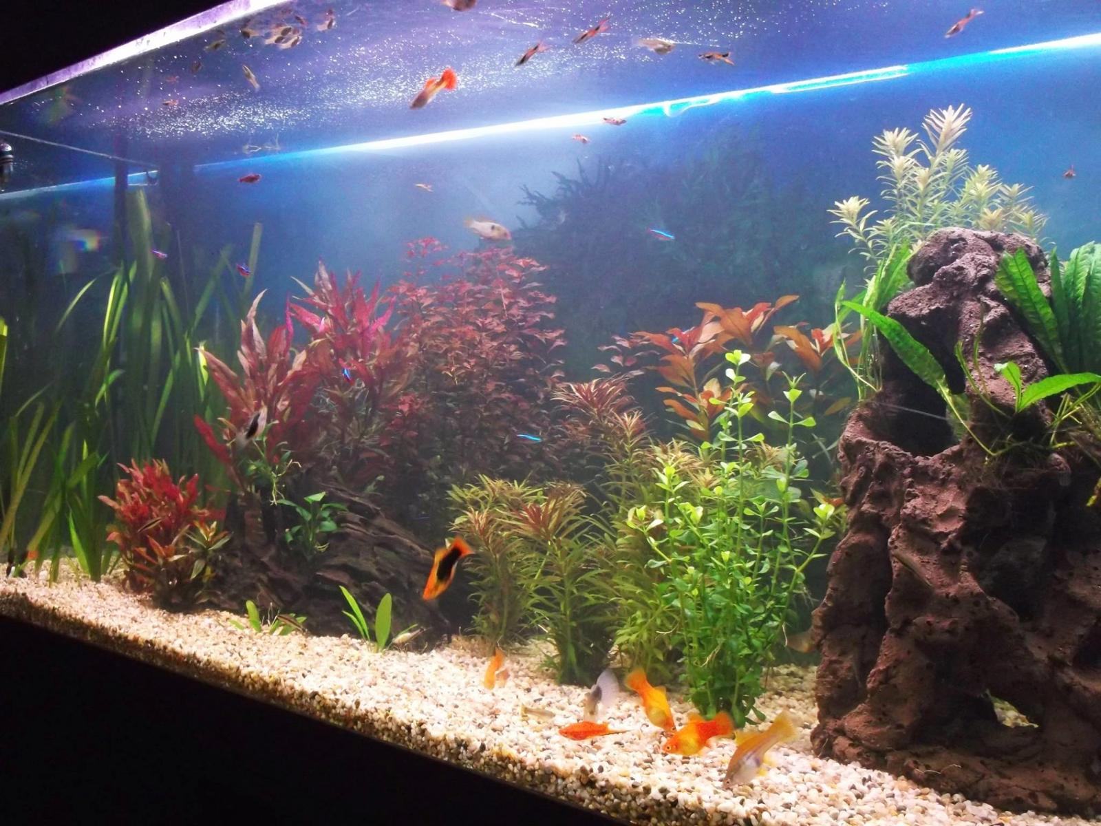 Fish Swimming In Aquarium - Bacterial Bloom Fish Tank , HD Wallpaper & Backgrounds