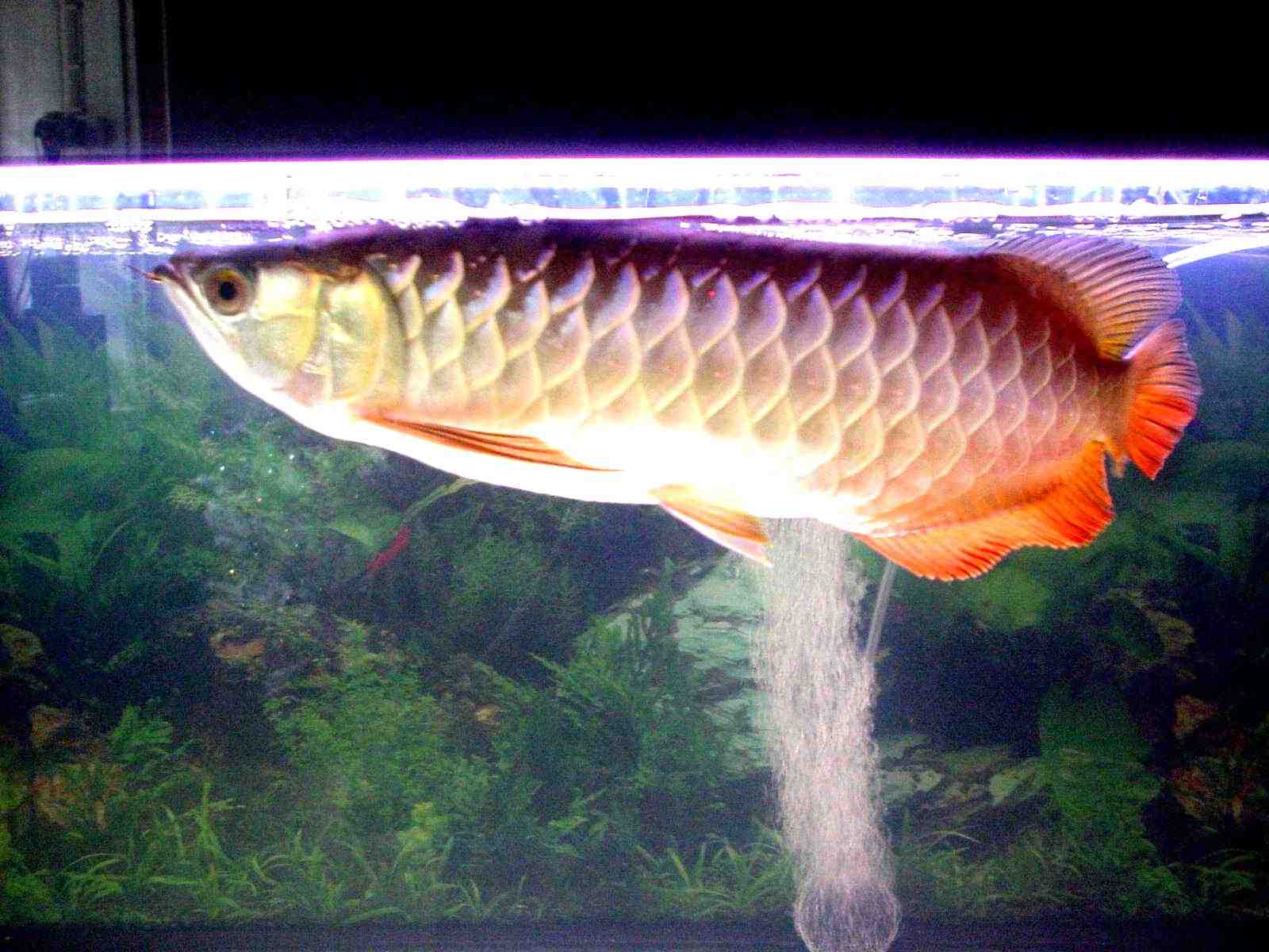 Red Tail Golden Asian Arowana Fish Flat And Long Body, - Red Tail Arowana Fish , HD Wallpaper & Backgrounds