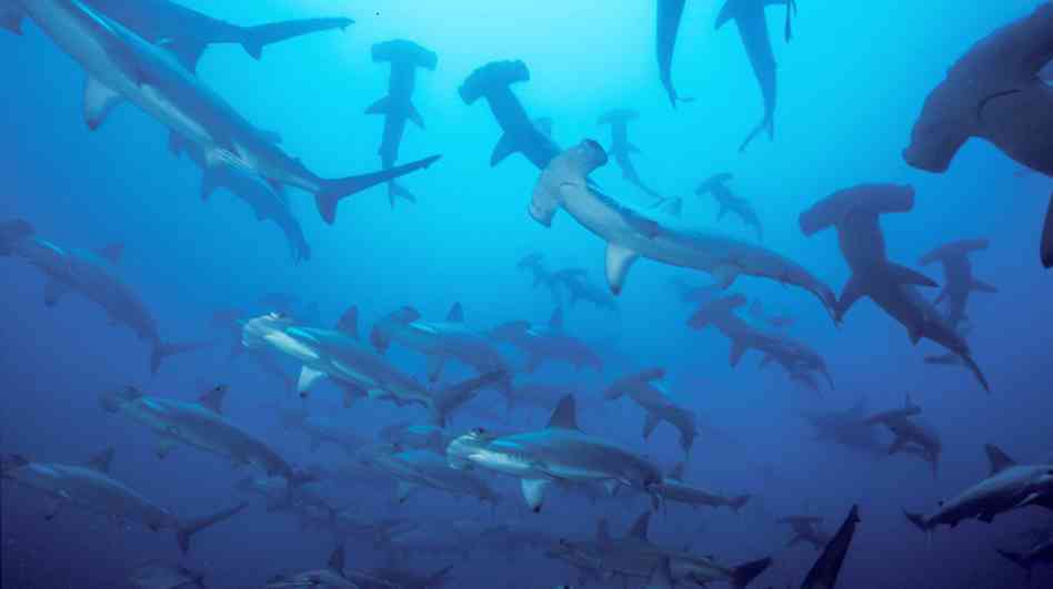 Arowana Fish 3d Live Wallpaper Fighting Decline Micronesia - Ocean Hammerhead Shark , HD Wallpaper & Backgrounds