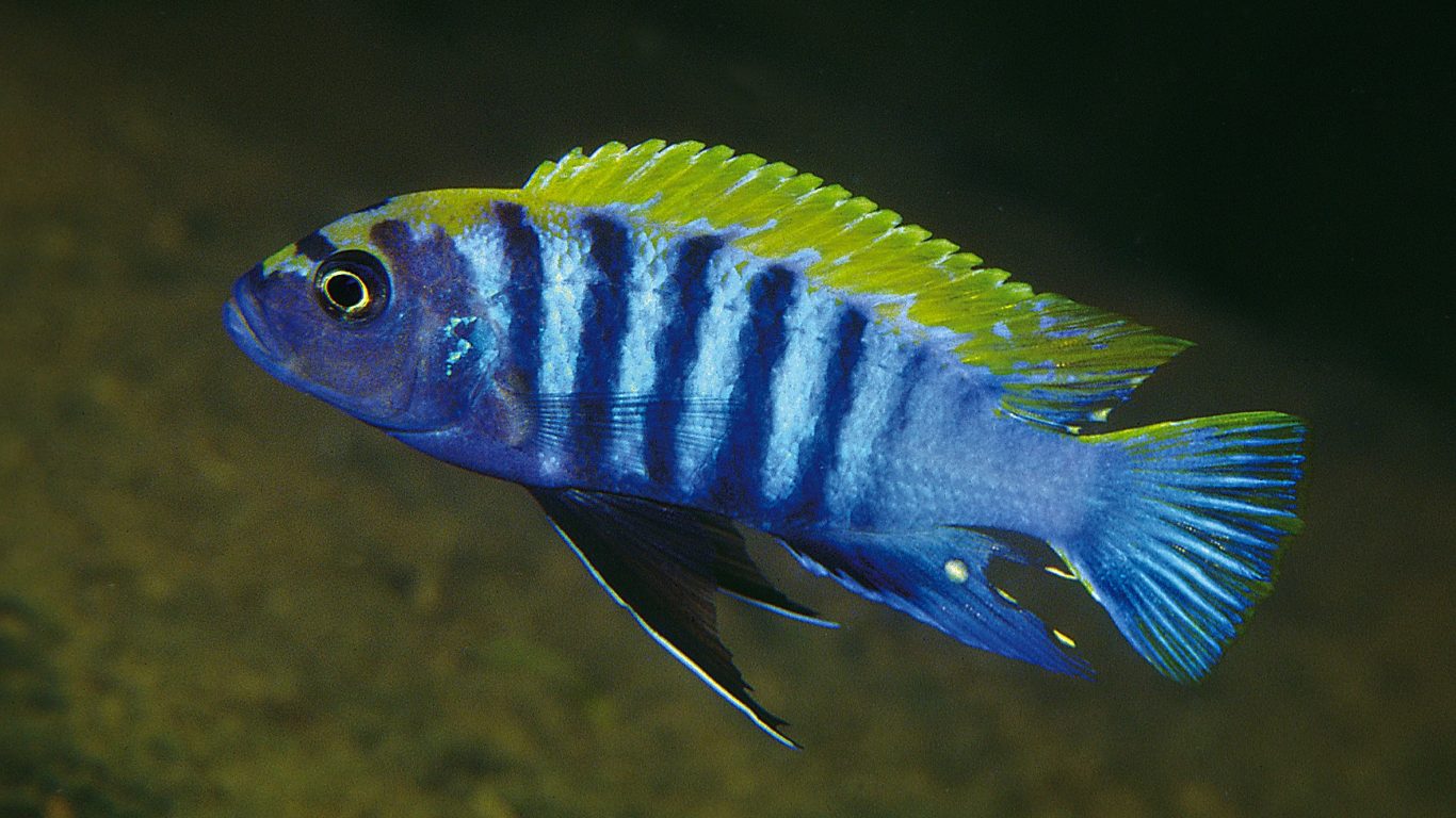 Animated Wallpaper Fish Tropical Cichlid Photos Of - Acei Mbuna Cichlids , HD Wallpaper & Backgrounds