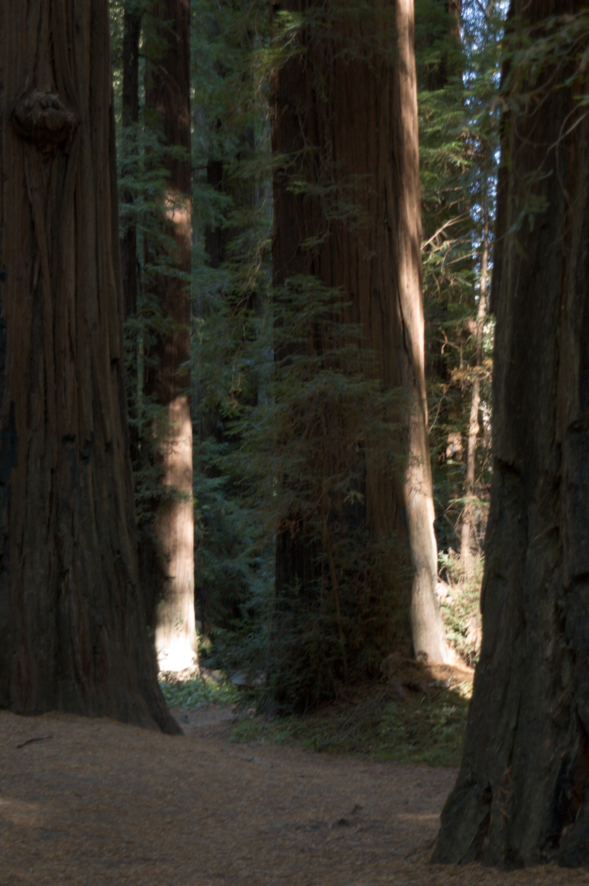 Tree, Trees, Redwood, Giant, California, Forest, Tree - Grove , HD Wallpaper & Backgrounds