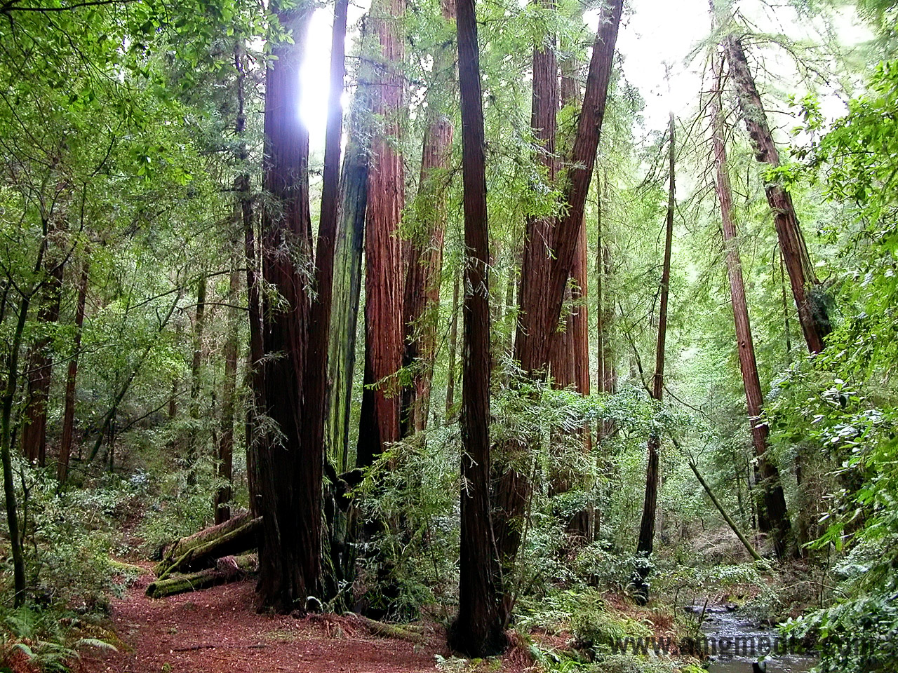 Redwood Forest Background 1280×1024 - Red Wood Forest , HD Wallpaper & Backgrounds