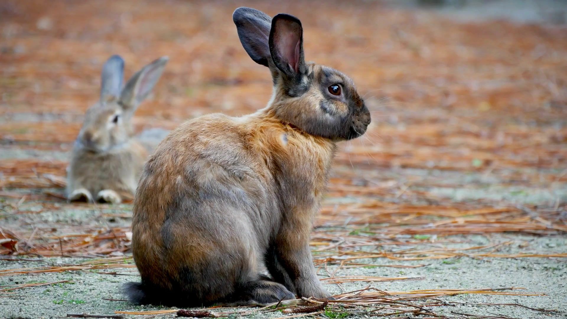 Rabbit Island In Japan Live Wallpaper - Domestic Rabbit , HD Wallpaper & Backgrounds