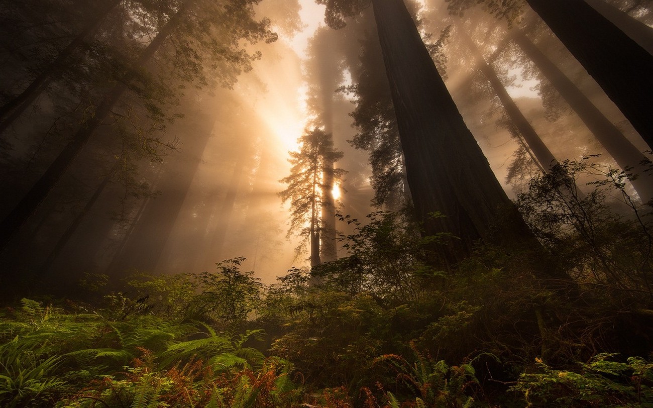 Nature, Landscape, Sunrise, Redwood, Sun Rays, Forest, - Desktop Background Trees Redwood , HD Wallpaper & Backgrounds