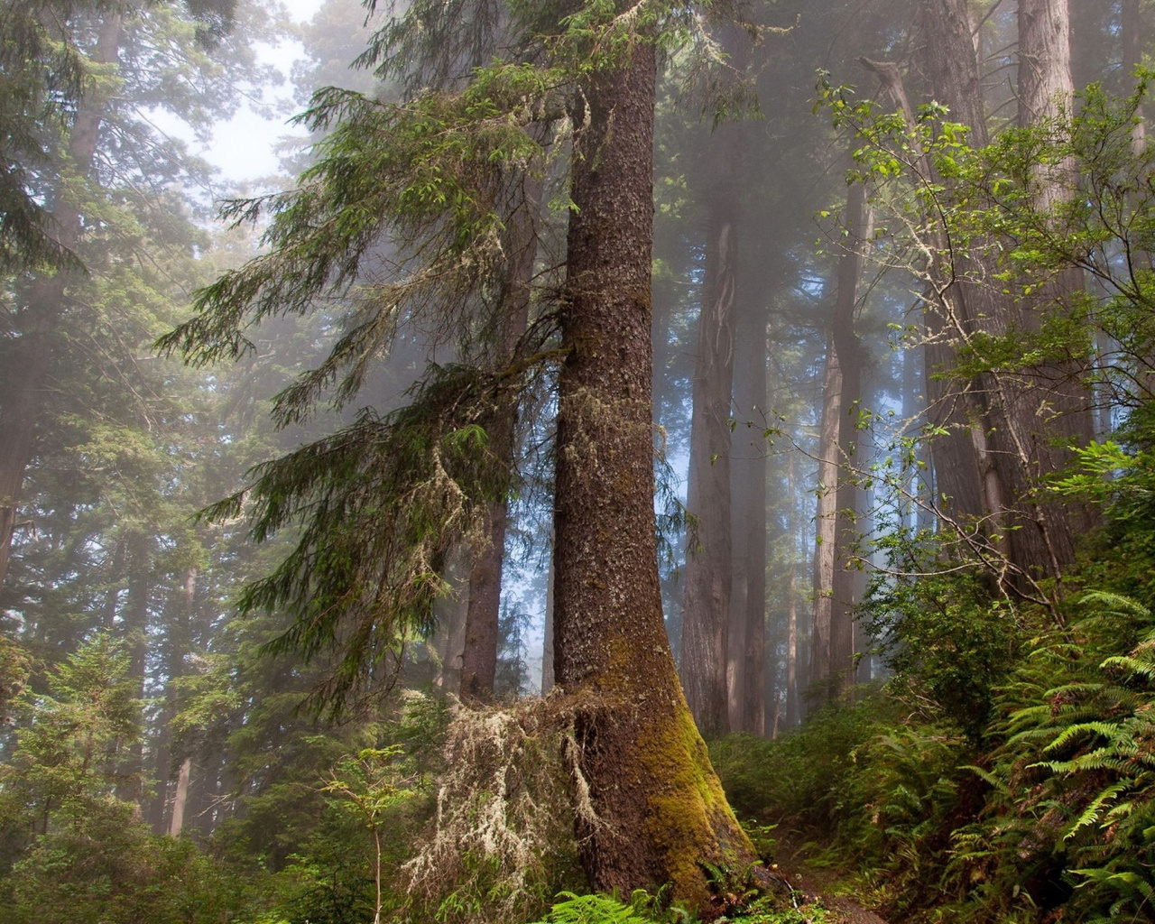 Coast Redwood, Woodland, Temperate Coniferous Forest, - Wallpaper , HD Wallpaper & Backgrounds