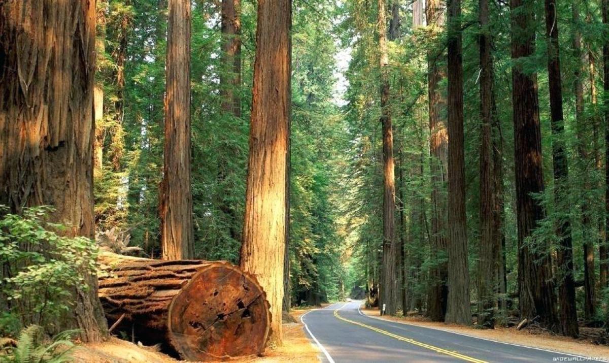 Redwood Wallpaper Redwood Trees Road Forest Wallpaper - Redwood Highway California , HD Wallpaper & Backgrounds