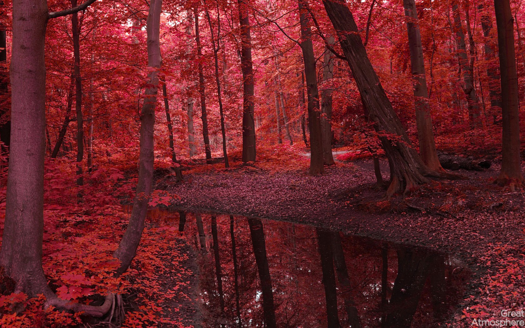 River Forest Trees Leaves Red Autumn Beauty Photography - Red Nature , HD Wallpaper & Backgrounds