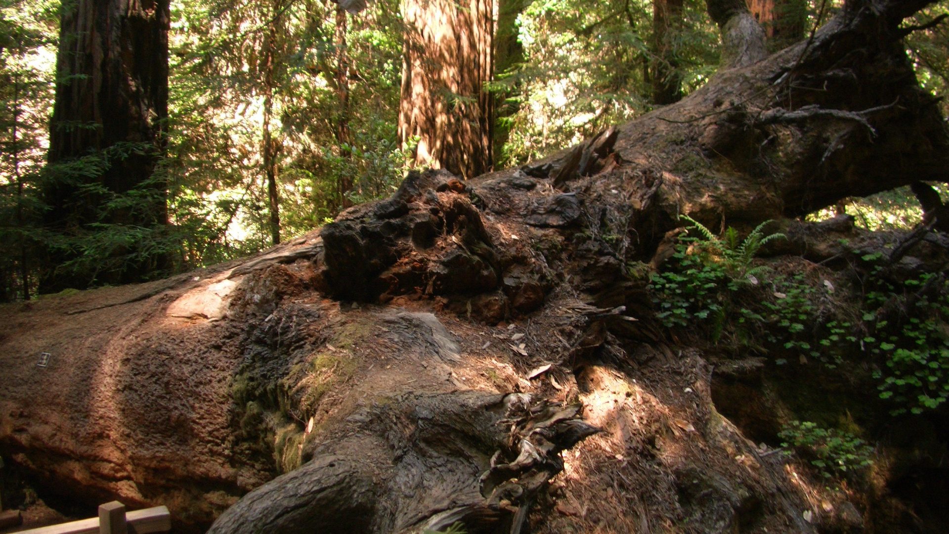 Images Of California Redwood Forest Wallpaper - Redwood Forest At Night , HD Wallpaper & Backgrounds