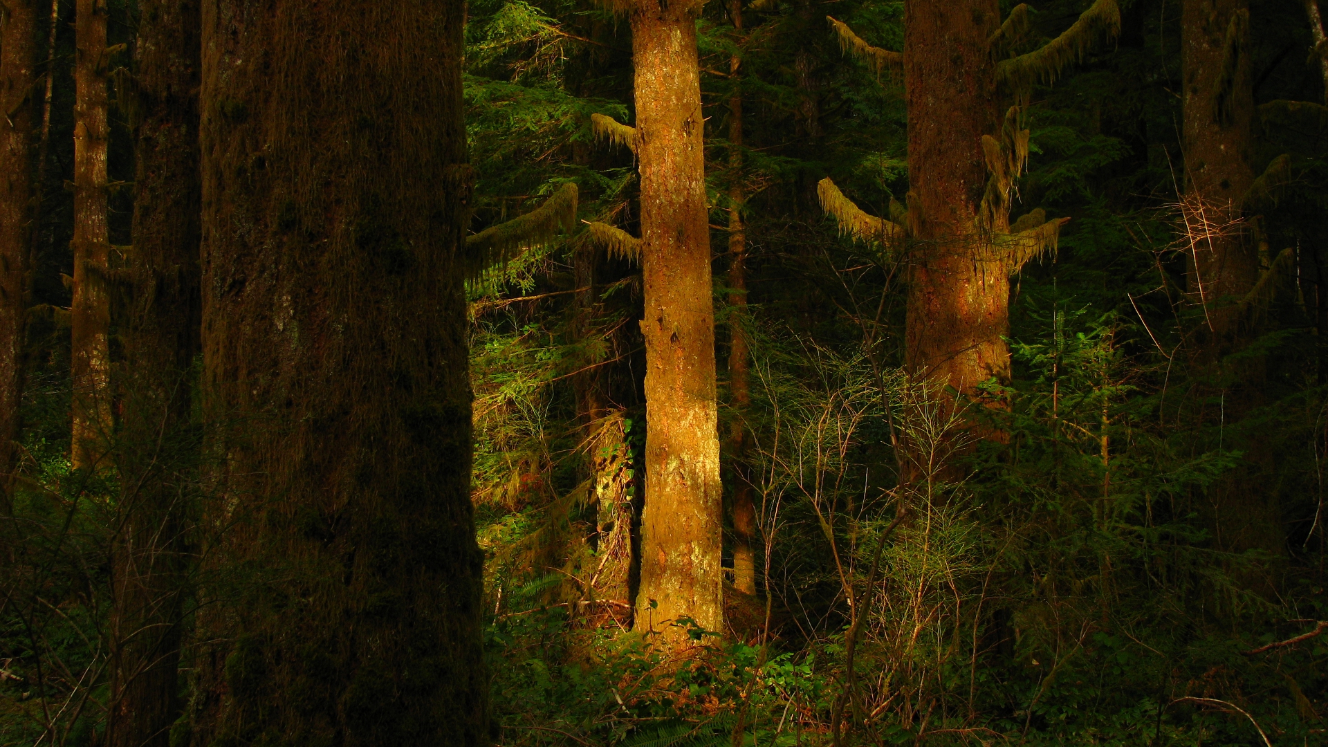 Redwood , HD Wallpaper & Backgrounds