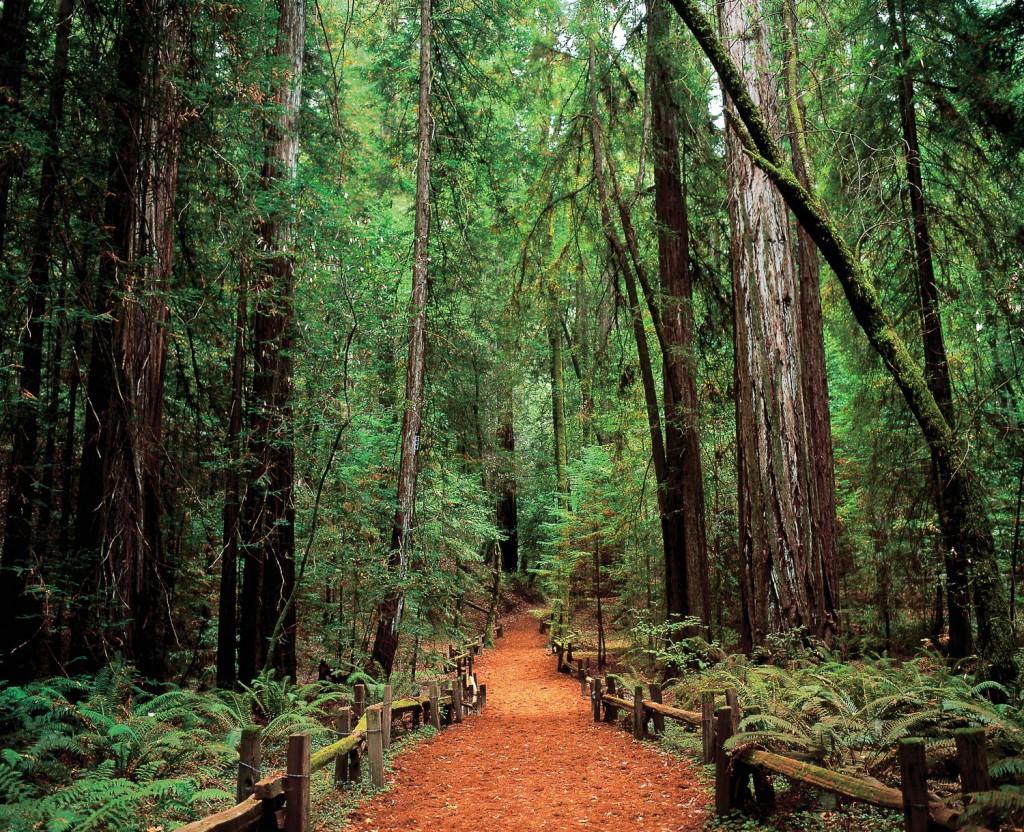 Armstrong Redwood Forest Wallpaper Download - Sonoma County , HD Wallpaper & Backgrounds
