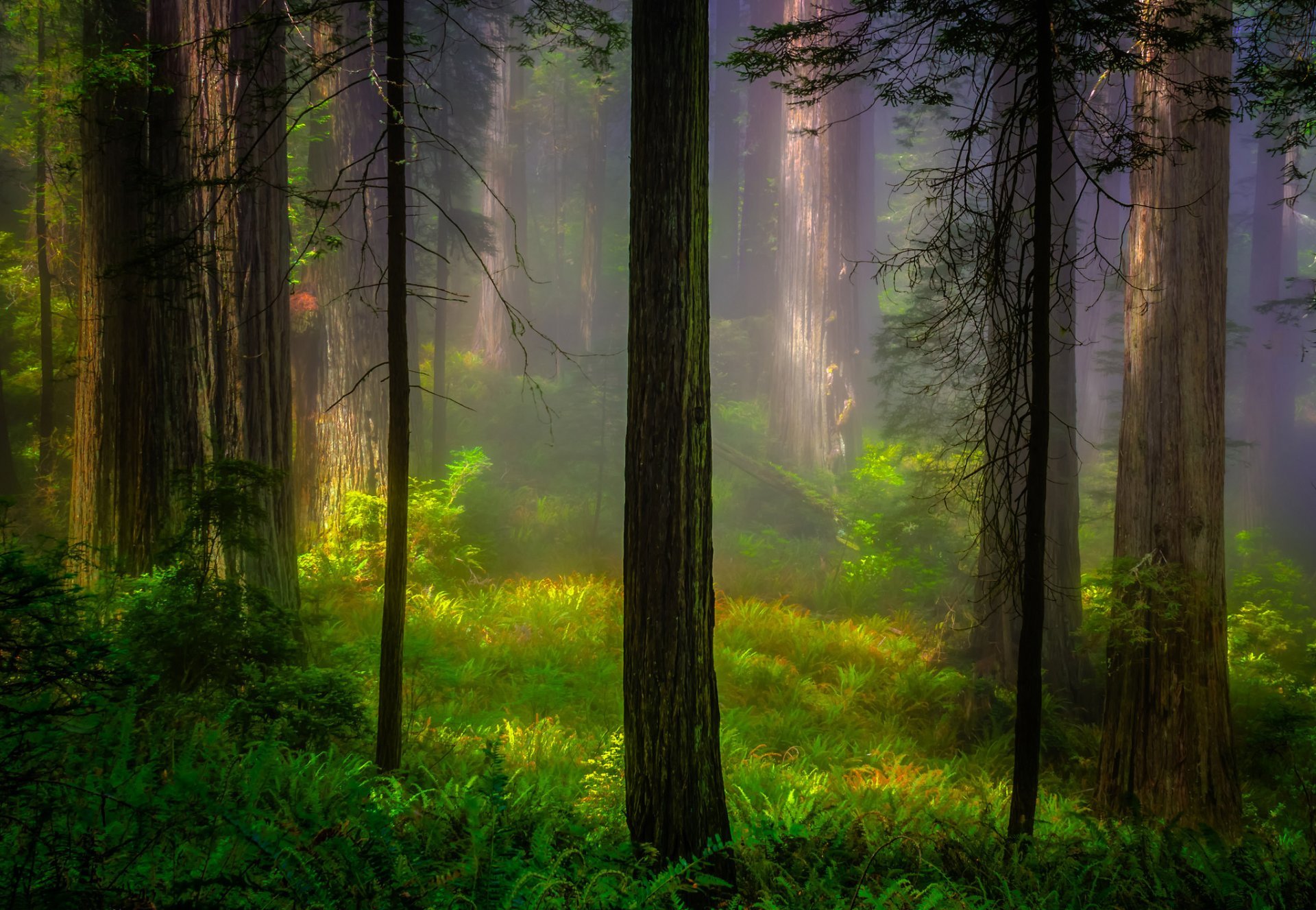 United States California Redwood National Park Redwood - Ca National Park Redwood , HD Wallpaper & Backgrounds