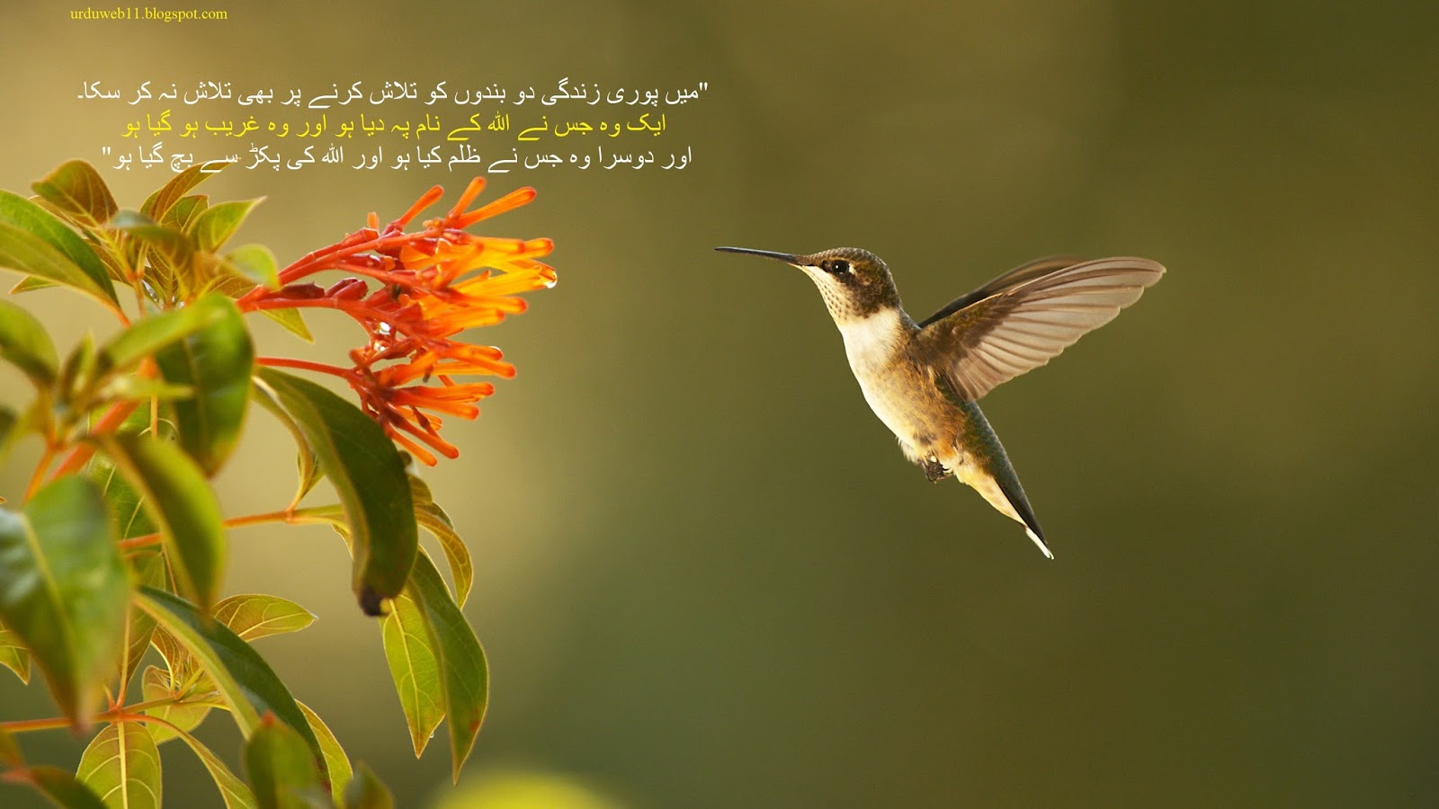 Best Urdu Quotes Or Best Urdu Aqwal E Zareen Of Sheikh - Hummingbird Video , HD Wallpaper & Backgrounds
