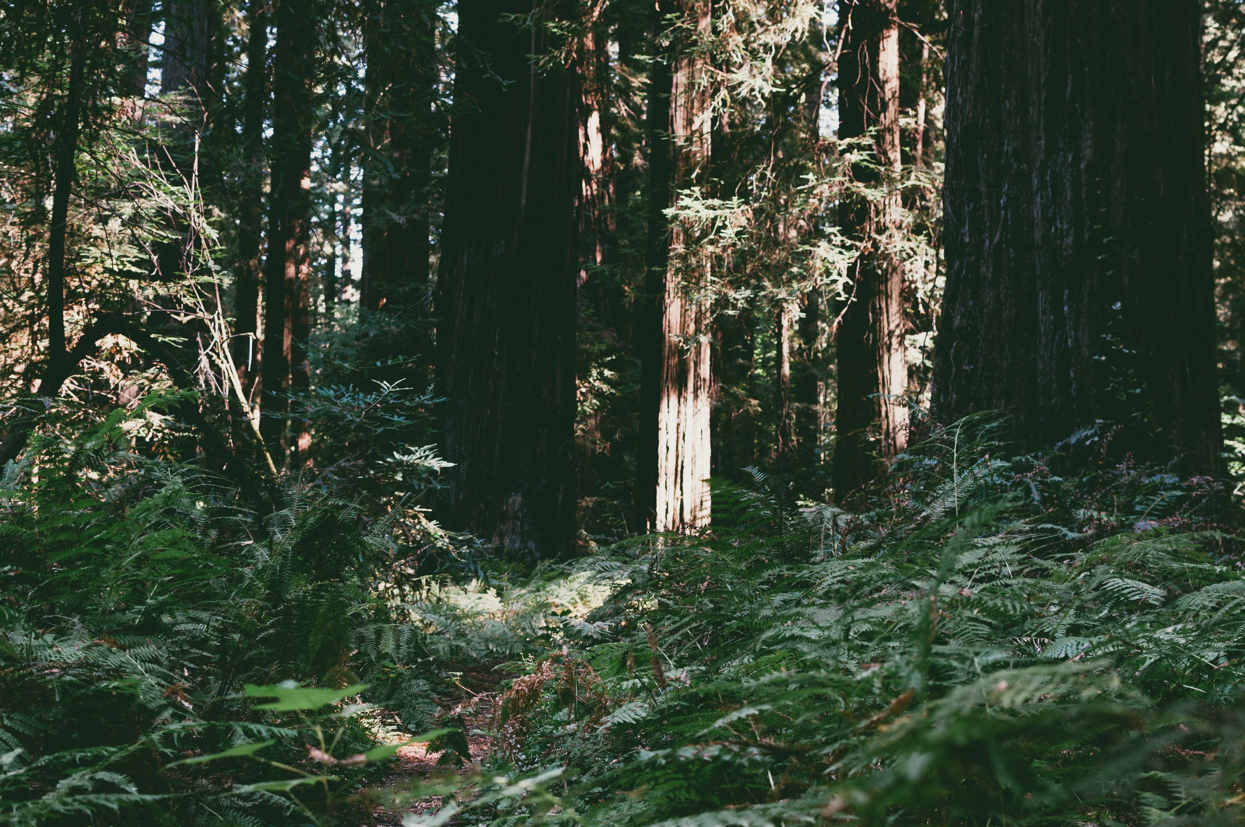 Redwood Forest Wallpaper - Old-growth Forest , HD Wallpaper & Backgrounds