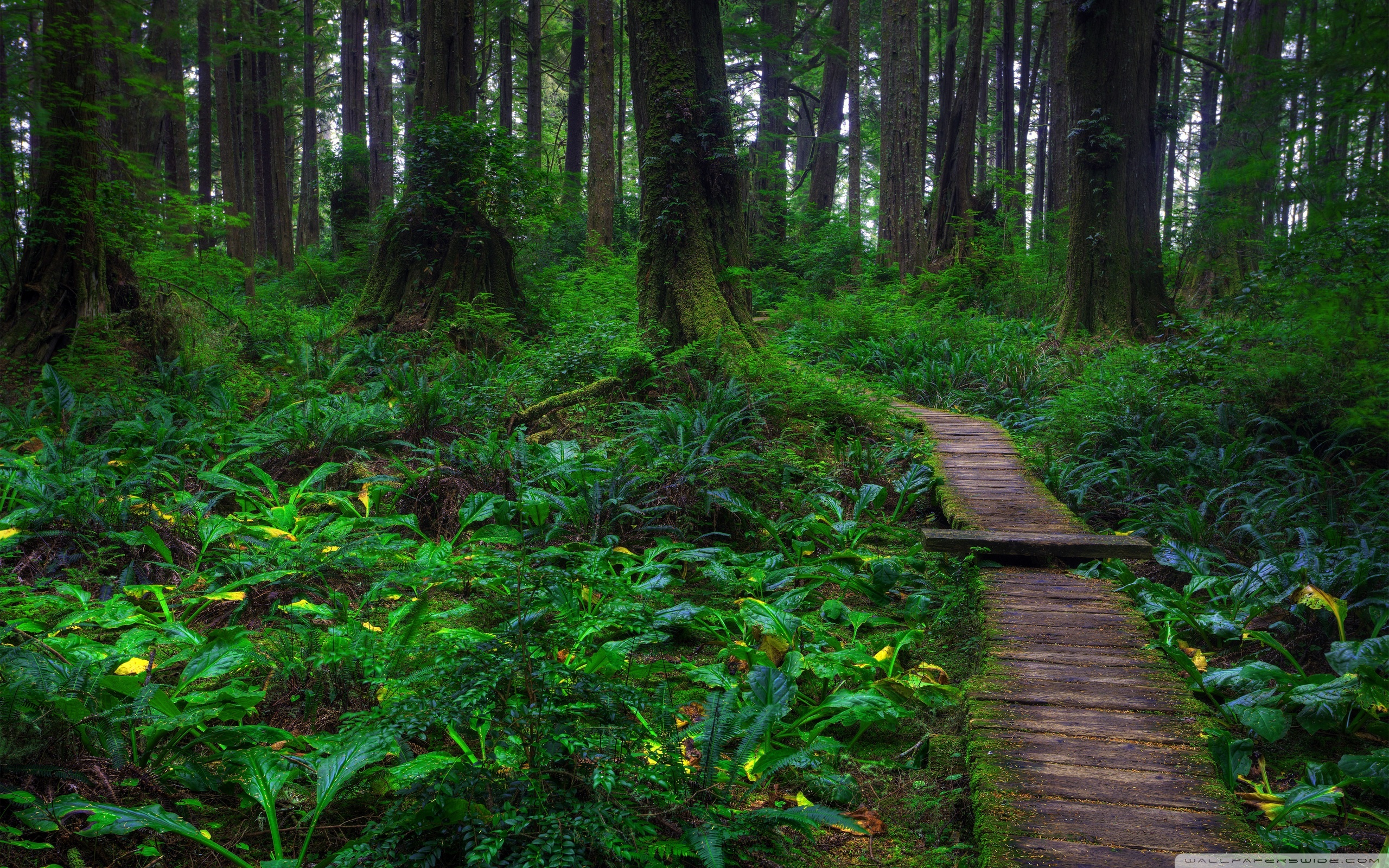 Amazing Forest Path Wallpaper - Forest Path , HD Wallpaper & Backgrounds