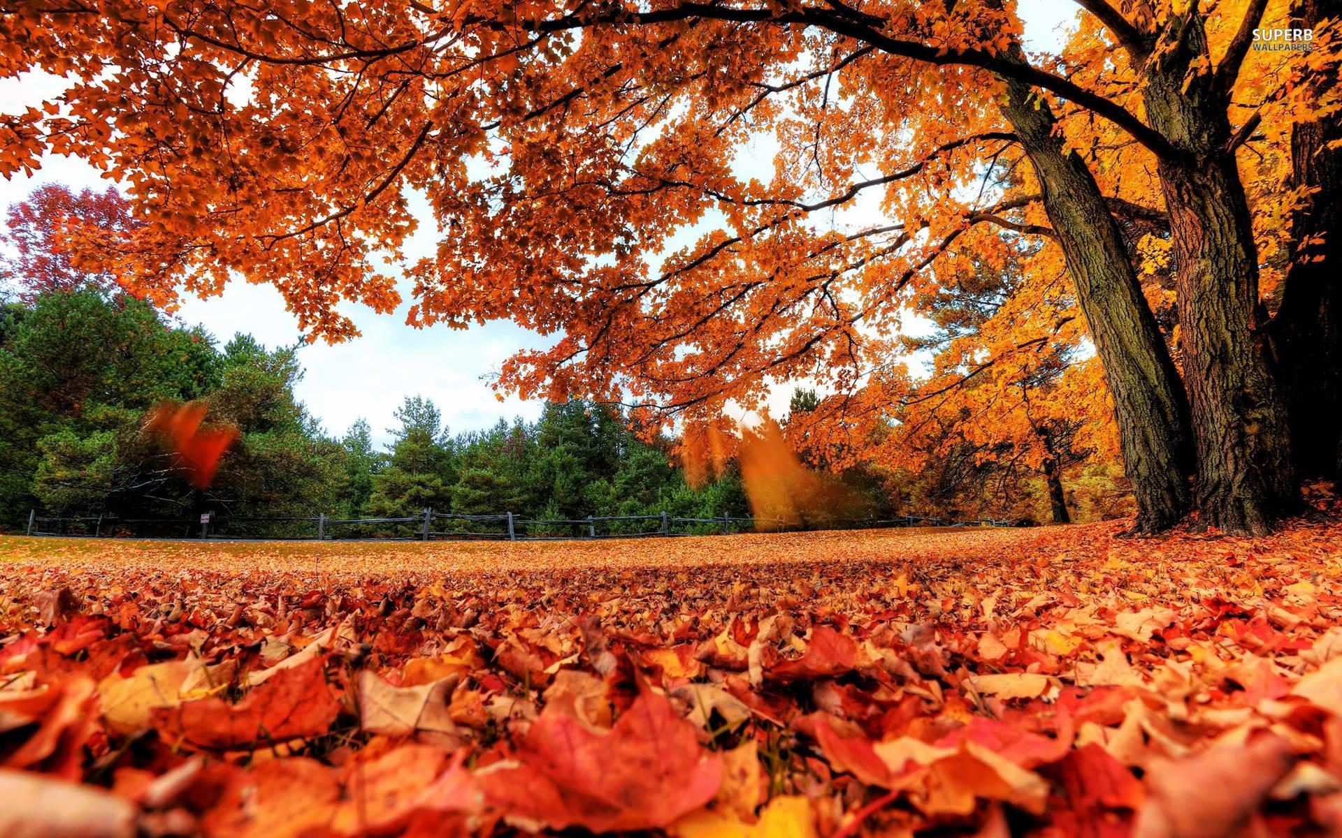 Fall Leaves Desktop Background , HD Wallpaper & Backgrounds