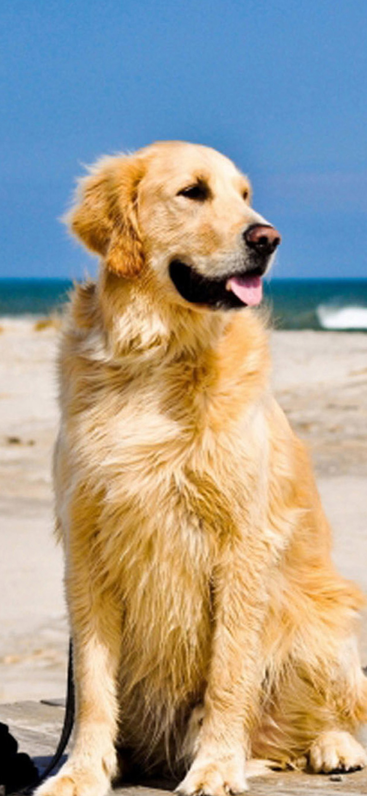 1242 X 2688 Iphone Xs Max For Golden Retriever Dog - Cute Golden Retriever Background , HD Wallpaper & Backgrounds