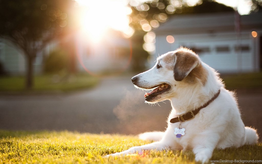 Dog Wallpaper Hd Full Screen , HD Wallpaper & Backgrounds