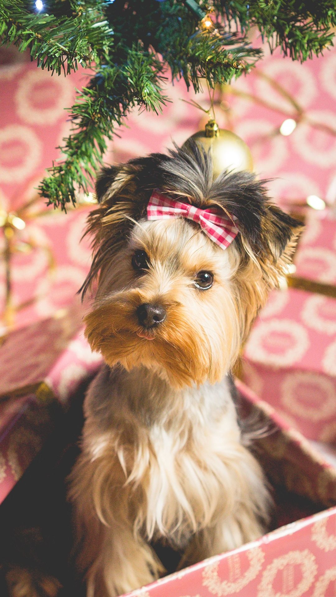 Cute Christmas Dog Wallpapers 2014 , HD Wallpaper & Backgrounds