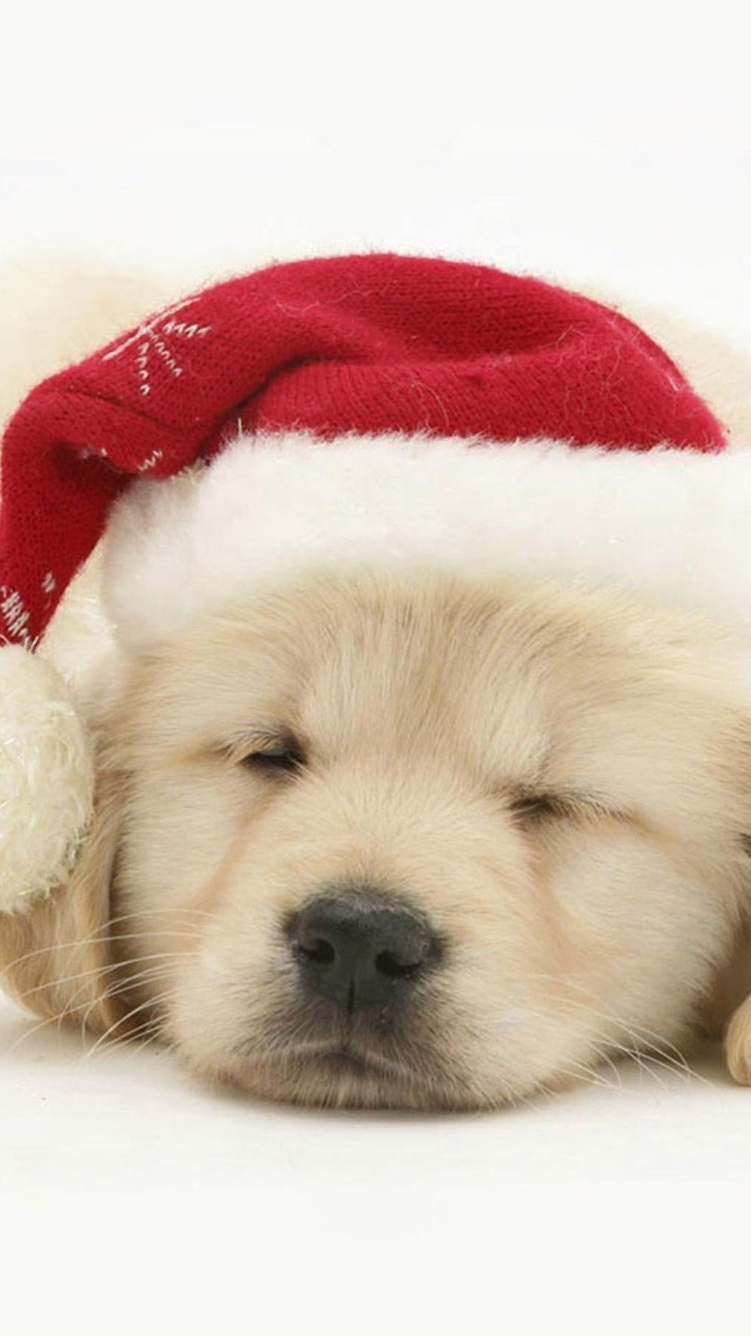 Greatest Christmas Dog Wallpaper Iphone - Cute Christmas Pictures Of Dogs , HD Wallpaper & Backgrounds