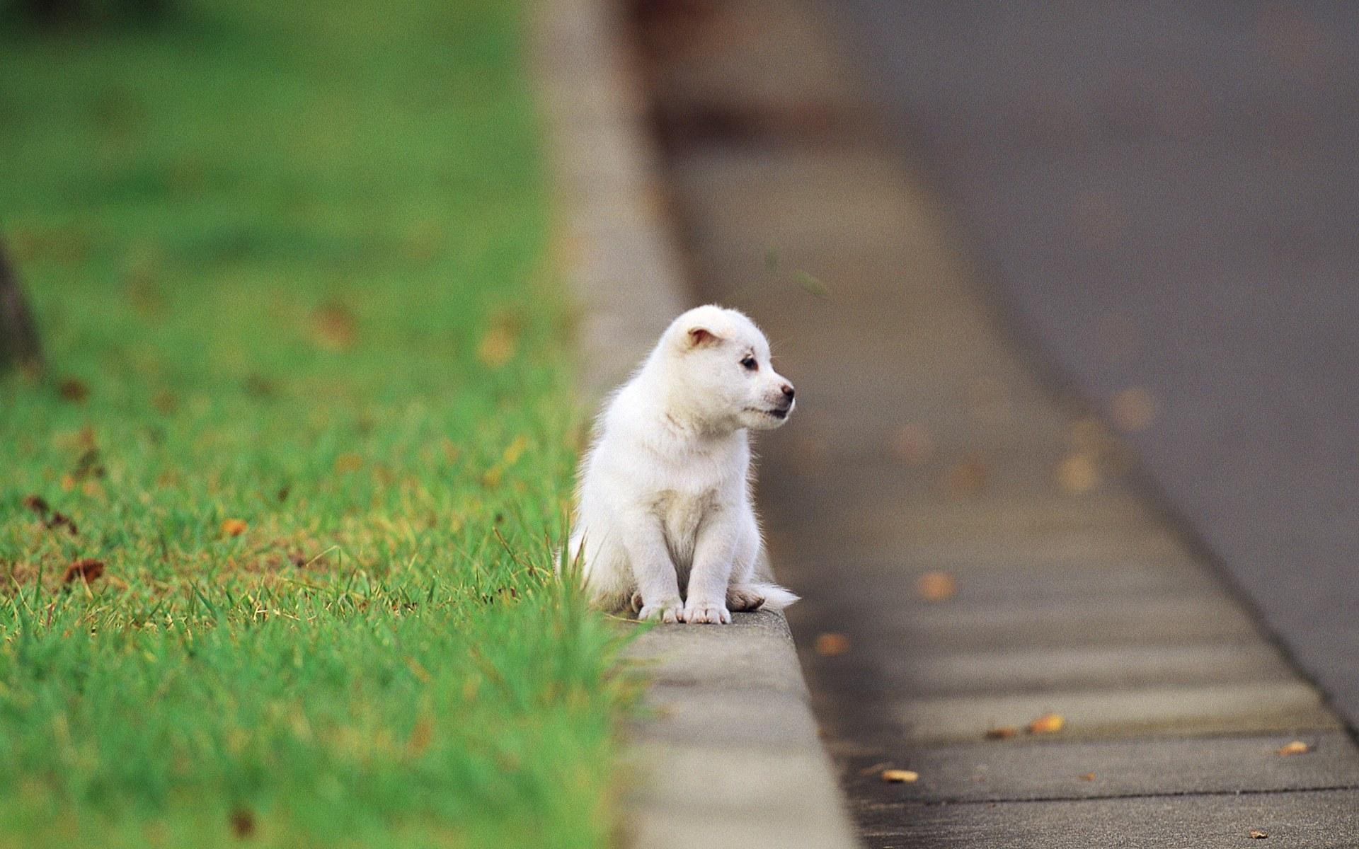 Alone Puppy Wallpaper Iphone - Puppy In The Street , HD Wallpaper & Backgrounds