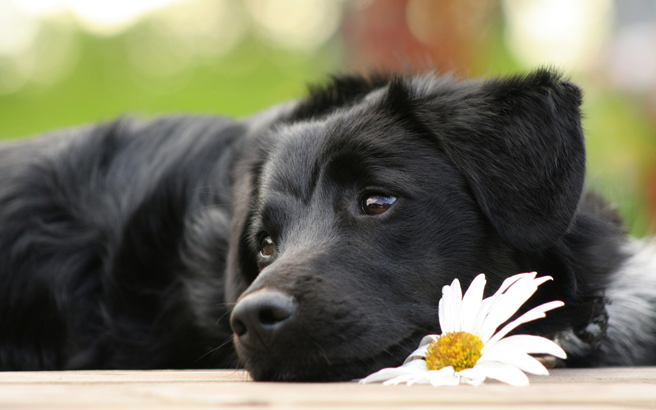 Black Labrador Desktop - HD Wallpaper & Backgrounds Download