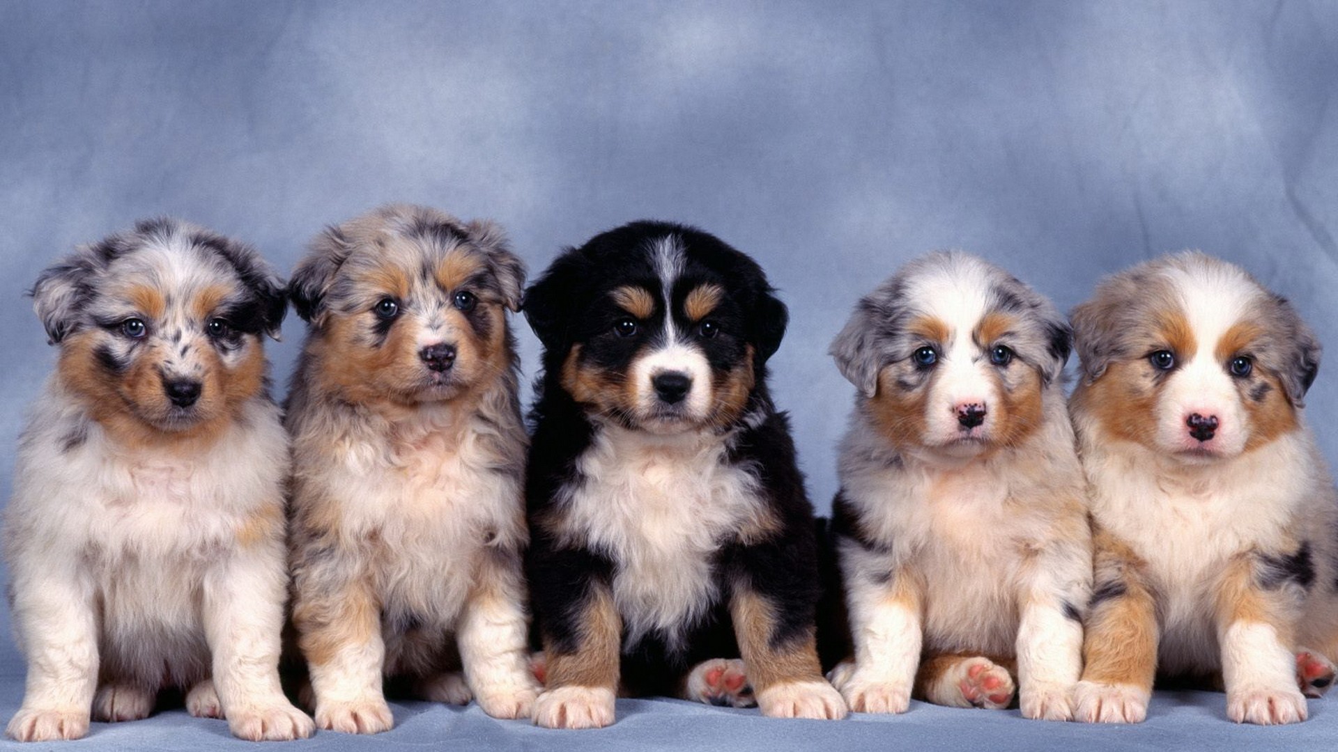 Animals Australian Shepherds Baby Blue Background Dogs - Avustralya Çoban Köpeği Yavru , HD Wallpaper & Backgrounds