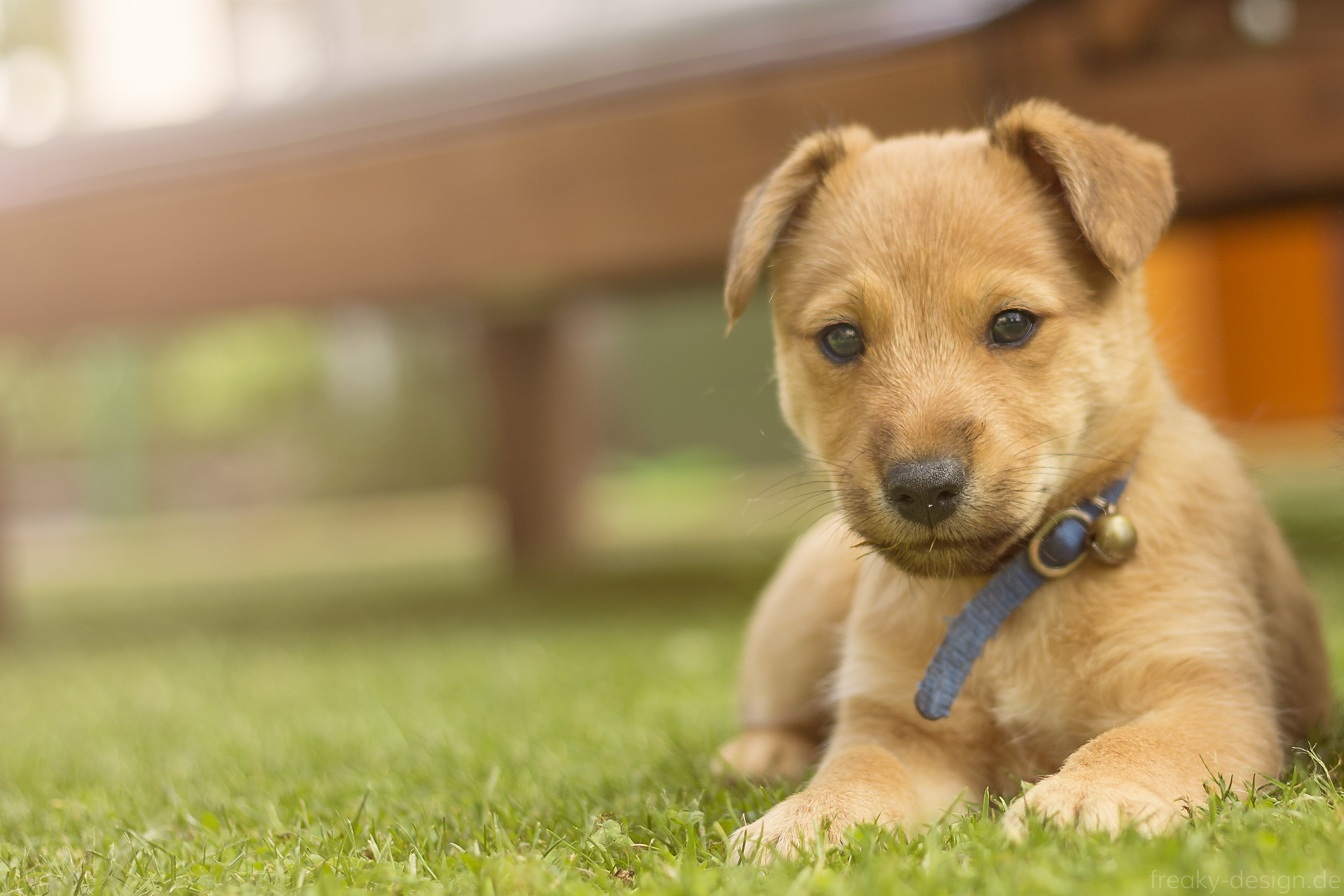 Yellow Labrador Retriever Puppy On Grass Field, Flinn, - Companion Dog , HD Wallpaper & Backgrounds