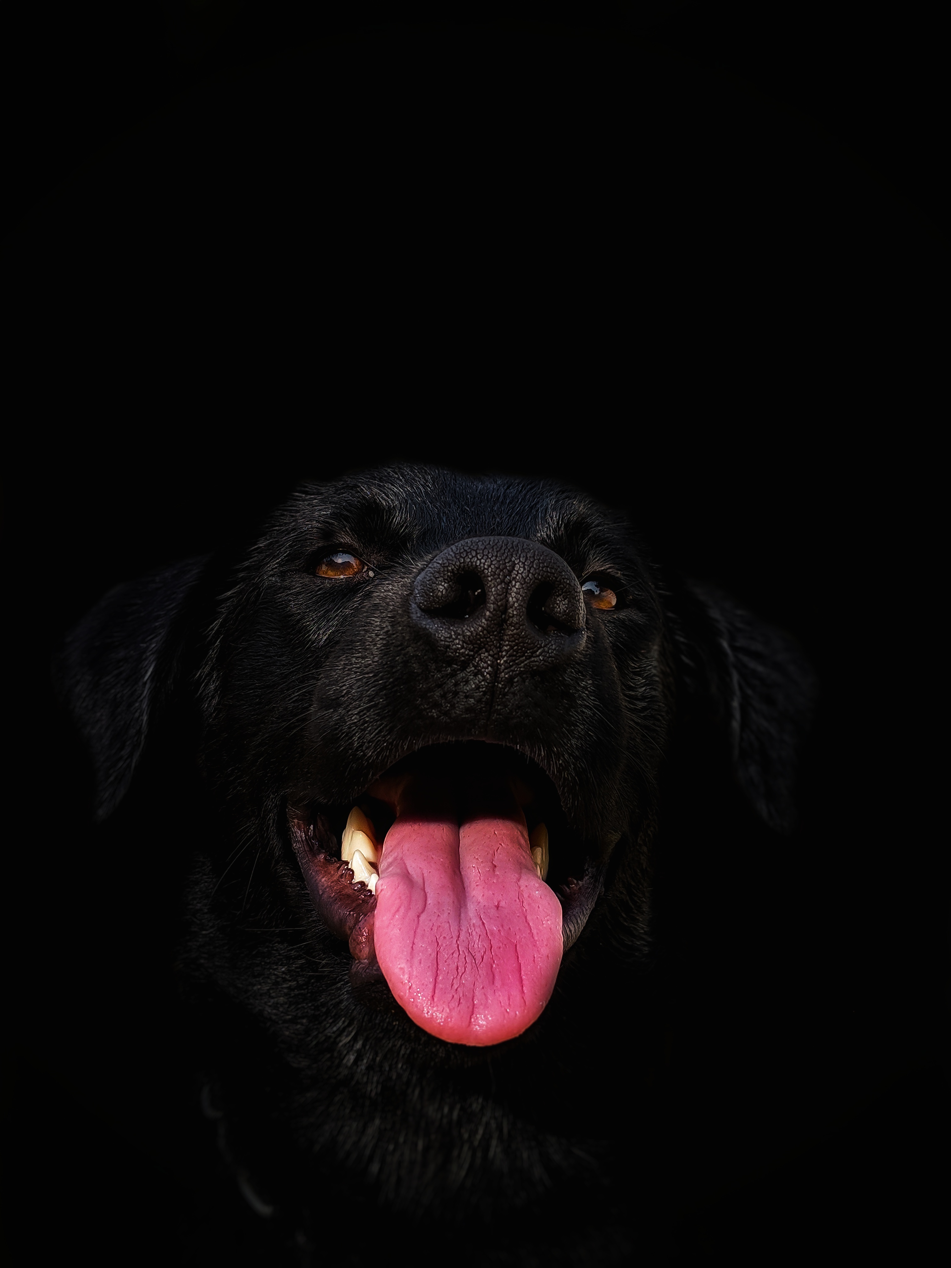Companion Dog , HD Wallpaper & Backgrounds