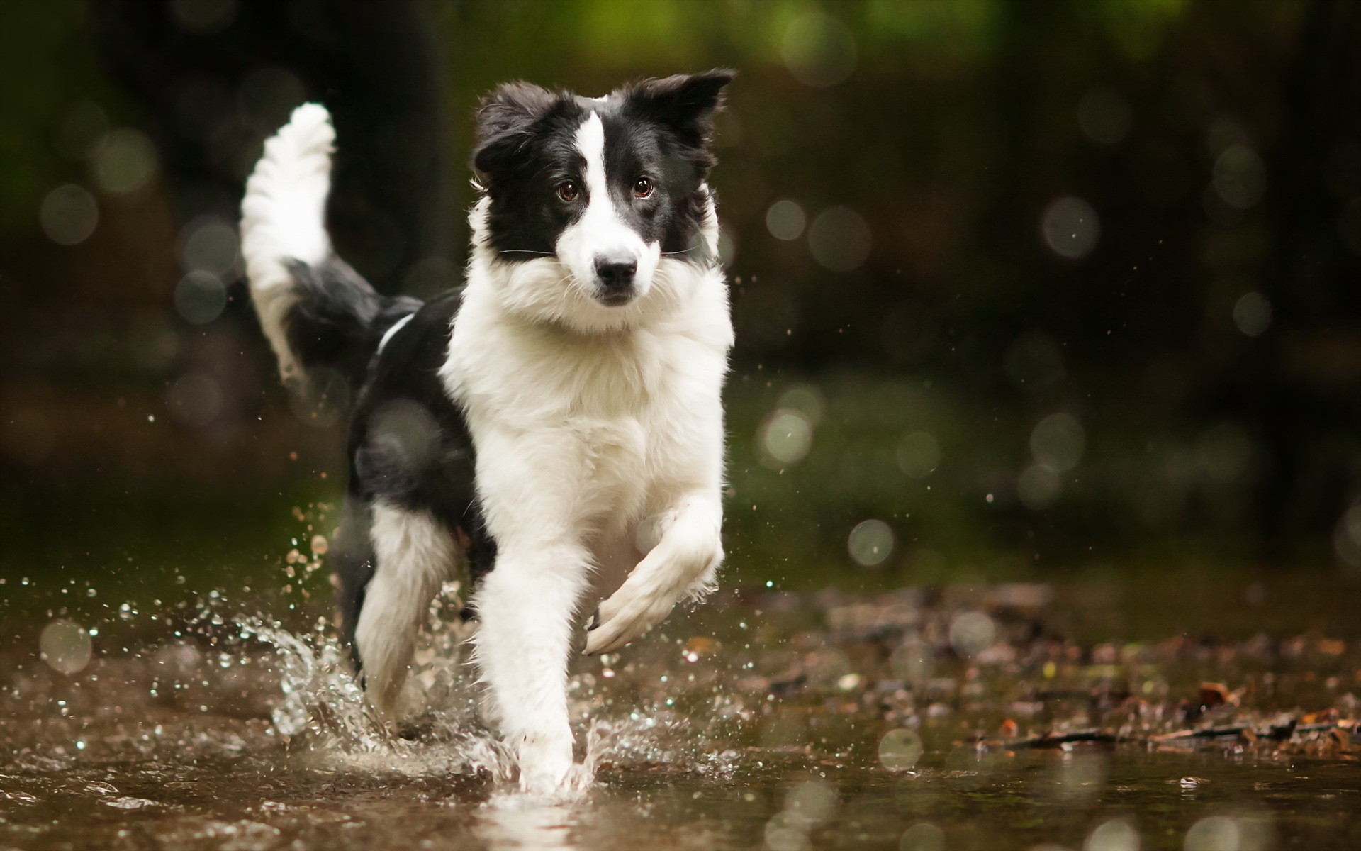 Hintergrundbilder Border Collie Hunde Spritzer Wasser - Border Collie In Water , HD Wallpaper & Backgrounds