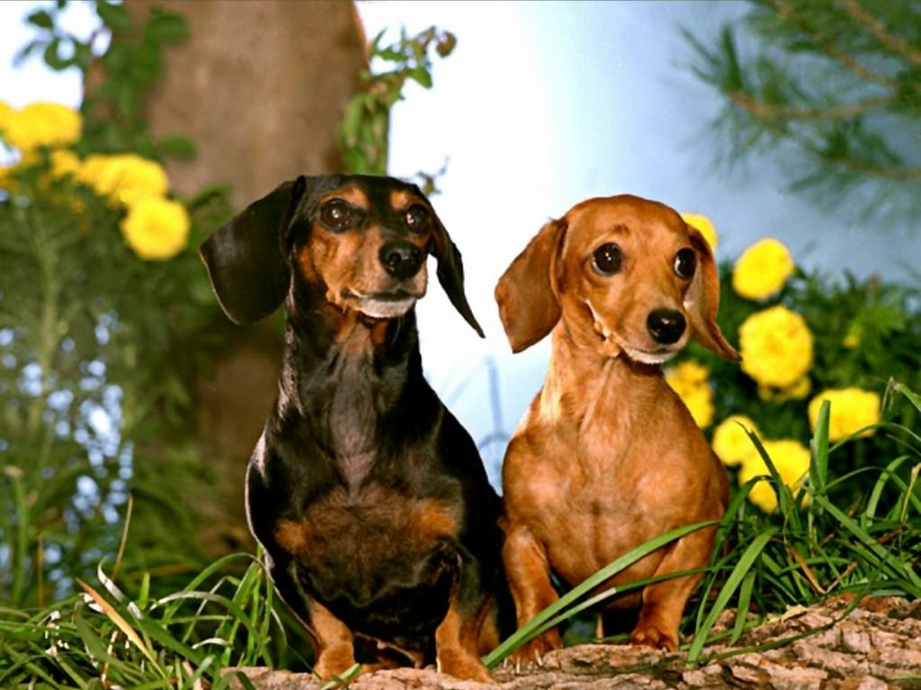 Wallpaper Hunde Kostenlos - Diamond Painting Kit Dachshund , HD Wallpaper & Backgrounds