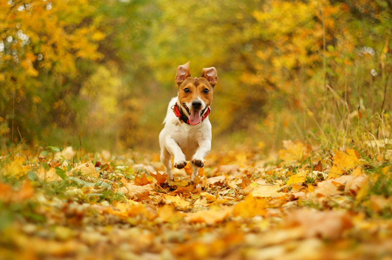 Fotos Jack Russell Terrier Hunde Blattwerk Laufen Herbst - Jack Russell Terrier Autumn , HD Wallpaper & Backgrounds