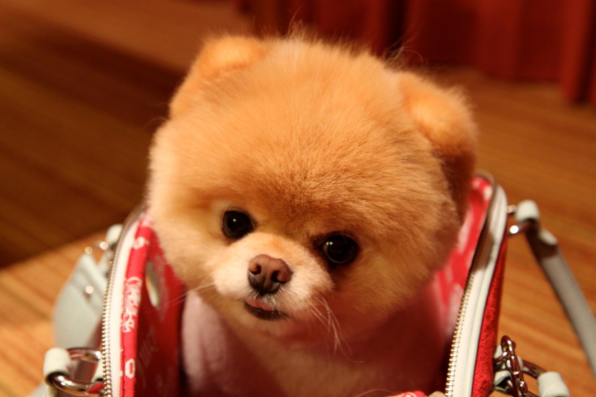 pes pomeranian boo