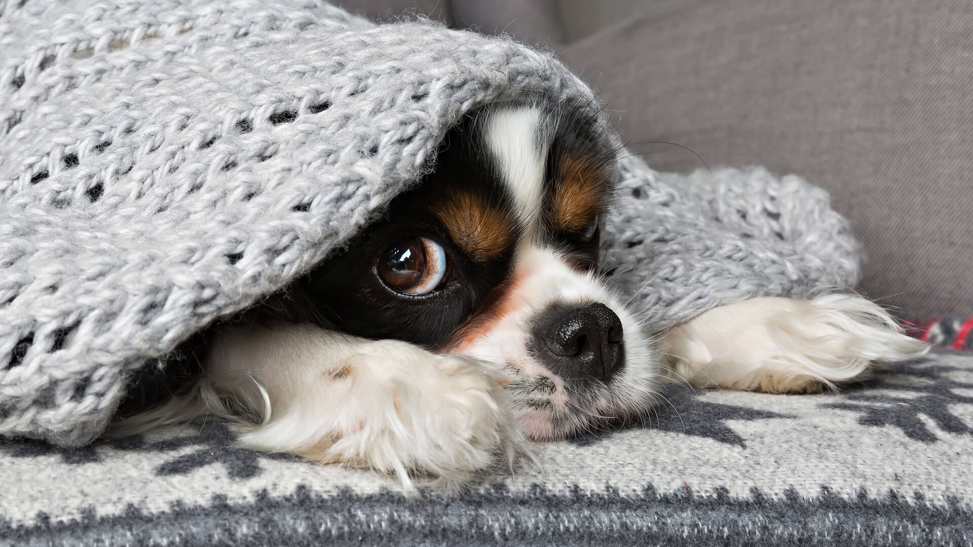 Orthopädische Spezialkissen Für Hunde, Die An Hüftgelenk-dysplasie - Scared Hiding Under Blankets , HD Wallpaper & Backgrounds