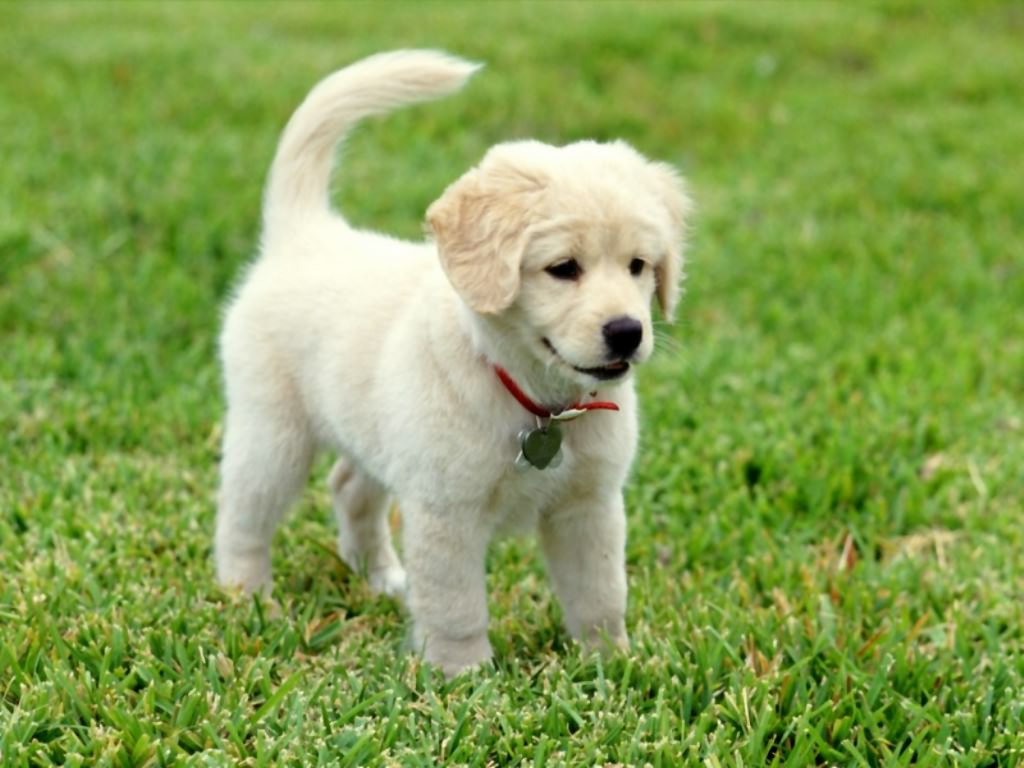 Папис имя. Golden retriever щенок. Фото щенков. Золотистый ретривер миниатюрный. It is a puppy and.