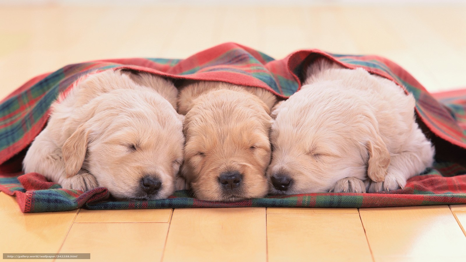 Download Hintergrund Hunde Welpen Golden Retriever - Dogs Sleeping Cute , HD Wallpaper & Backgrounds
