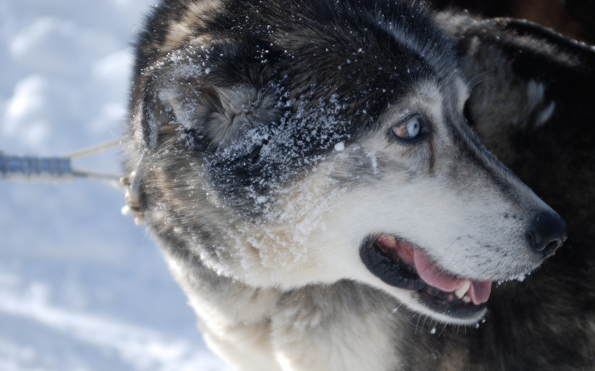 Husky , HD Wallpaper & Backgrounds